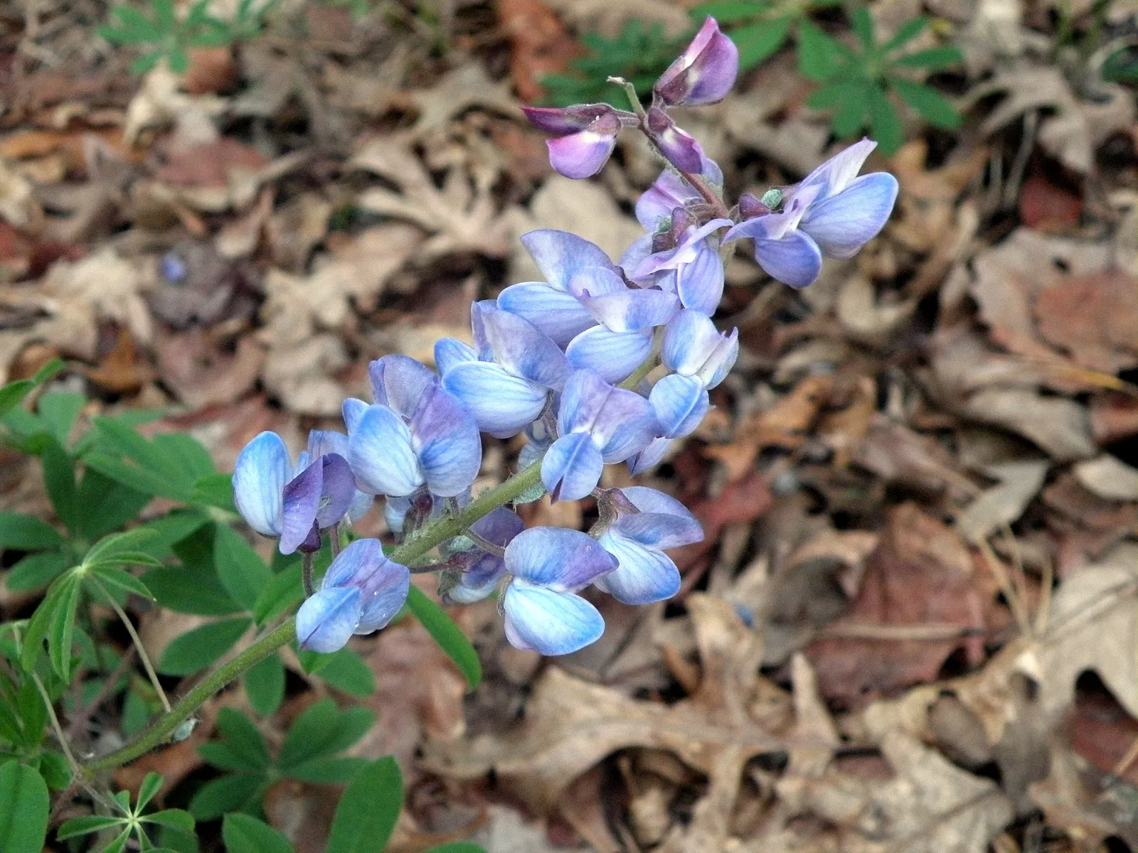 Wild Lupine (Lupinus Perennis) — beneficial for restoration projects; ideal for wildflower gardens, it attracts pollinators like bees and butterflies
