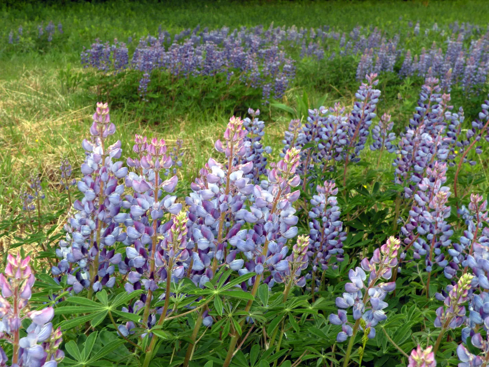 Wild Lupine (Lupinus Perennis) — making it an invaluable species for biodiversity in your garden
