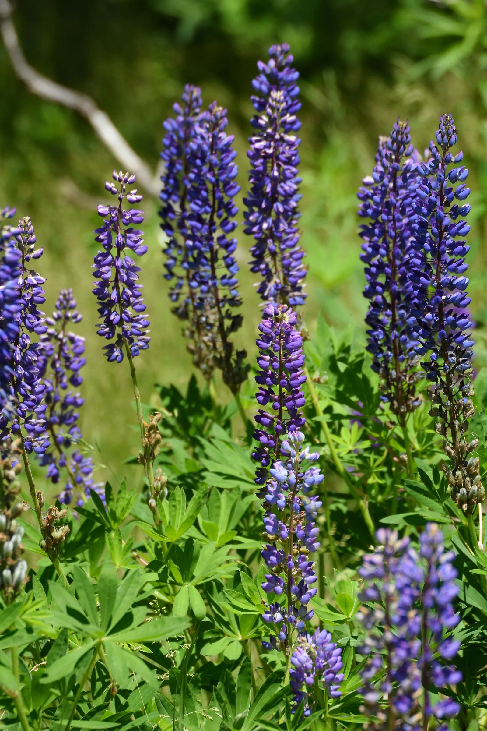 Wild Lupine (Lupinus Perennis) — As a native North American plant; its caterpillars feed exclusively on the leaves of Wild Lupine, image 88