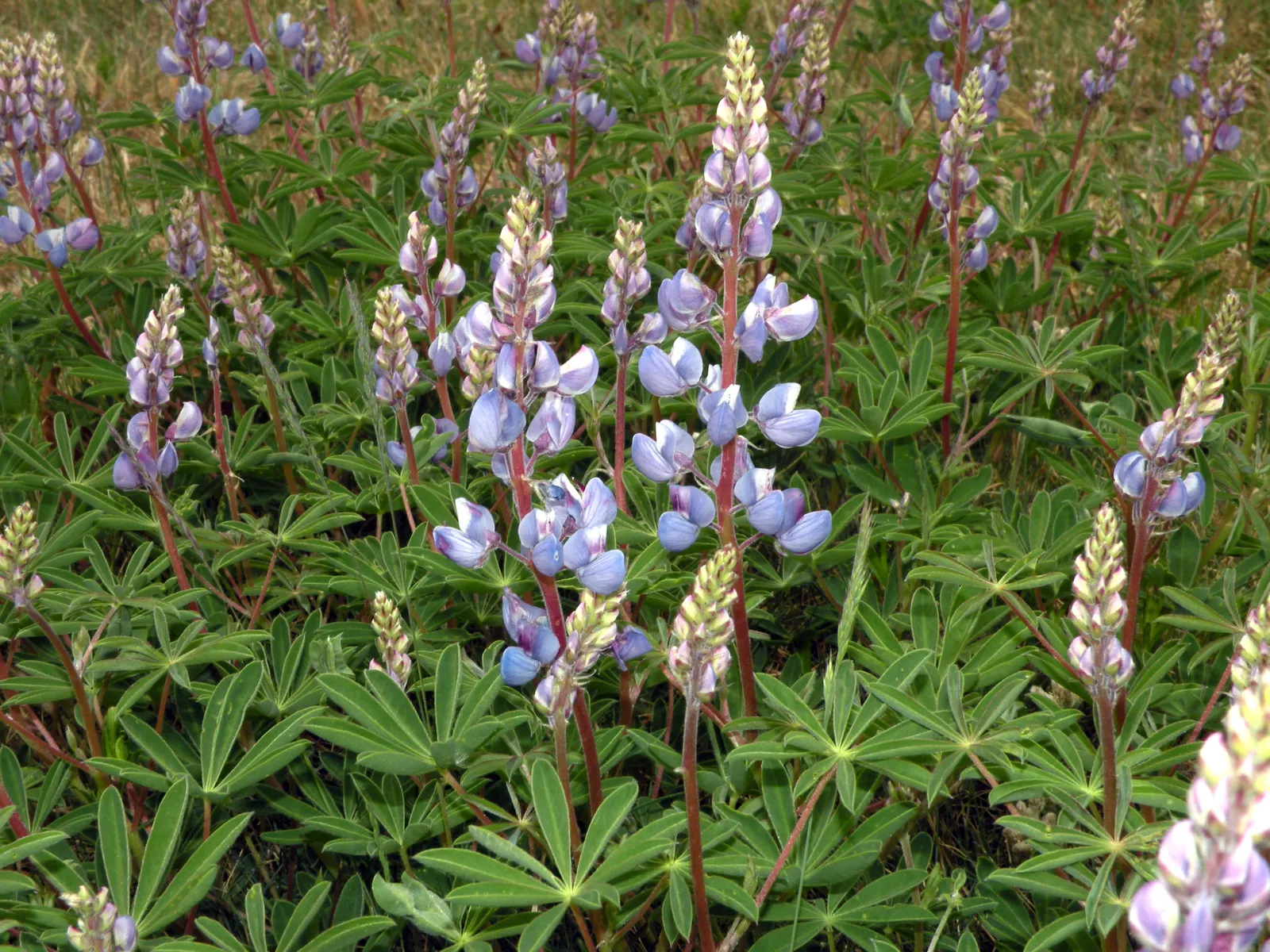Wild Lupine (Lupinus Perennis) — purple flowers in the garden; this sun-loving legume prefers well-drained, image 98
