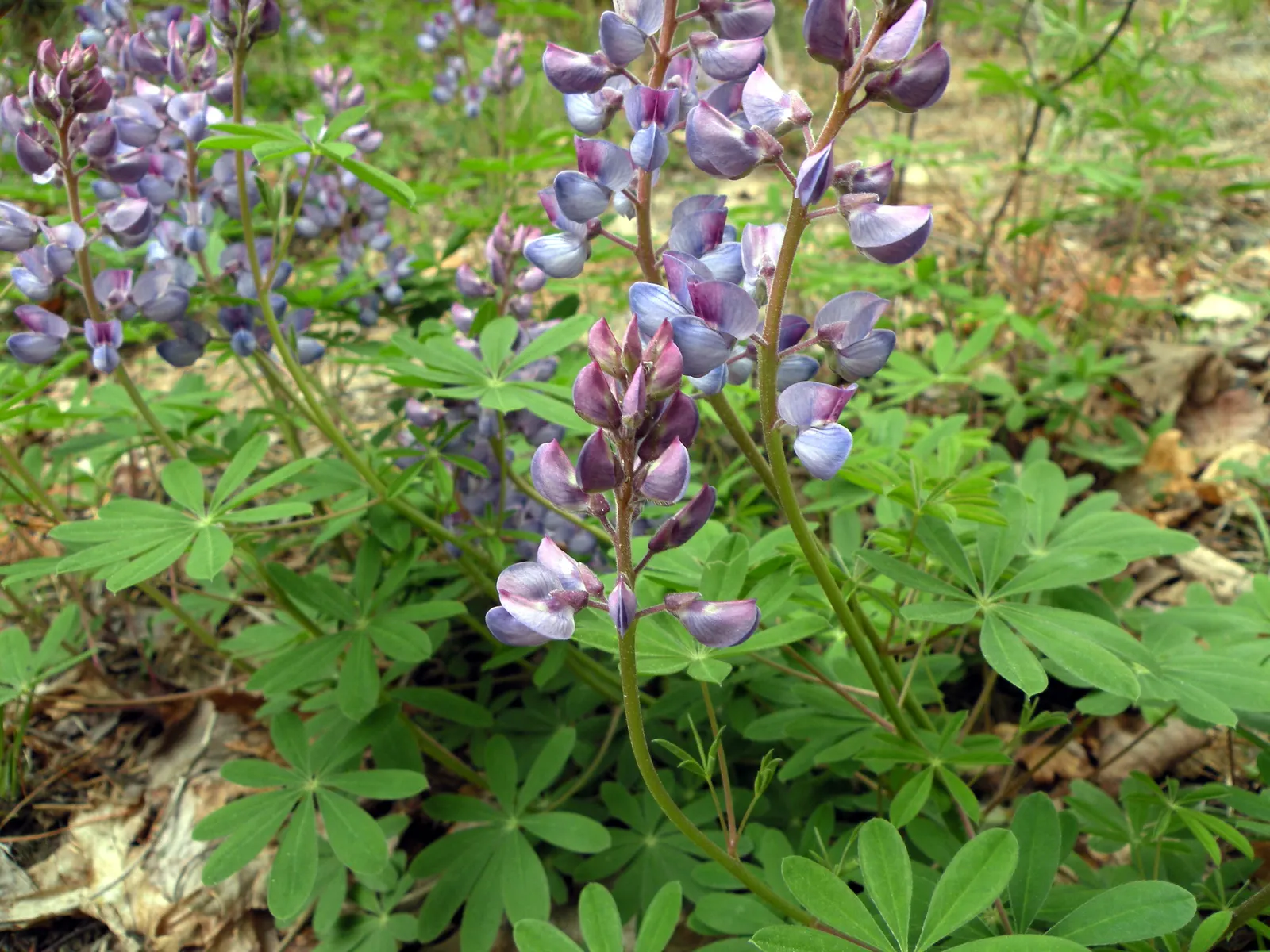 Wild Lupine (Lupinus Perennis) — Wild Lupine prefers full sun to partial shade; scientifically termed Lupinus perennis, image 70