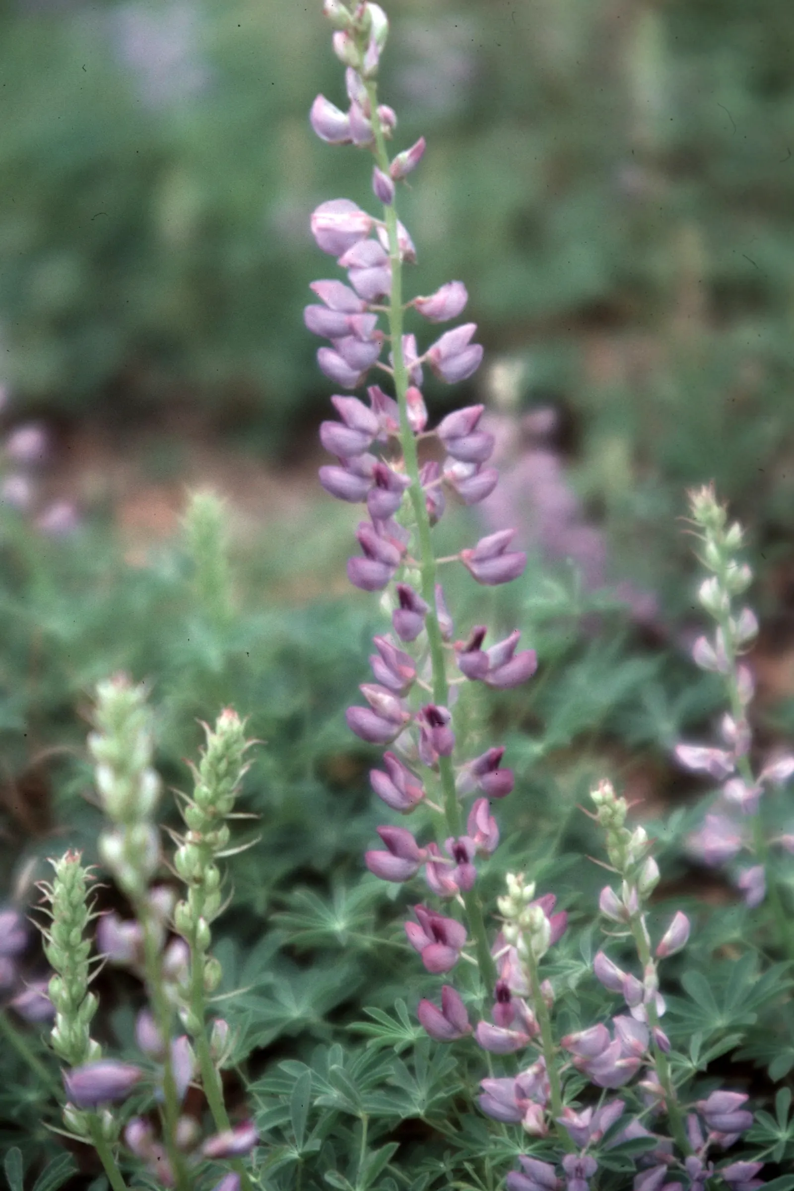 Wild Lupine (Lupinus Perennis) — It thrives in USDA Zones 3 to 8, reaching 1 to 2 feet in height, with a spread of up to 1.5 feet