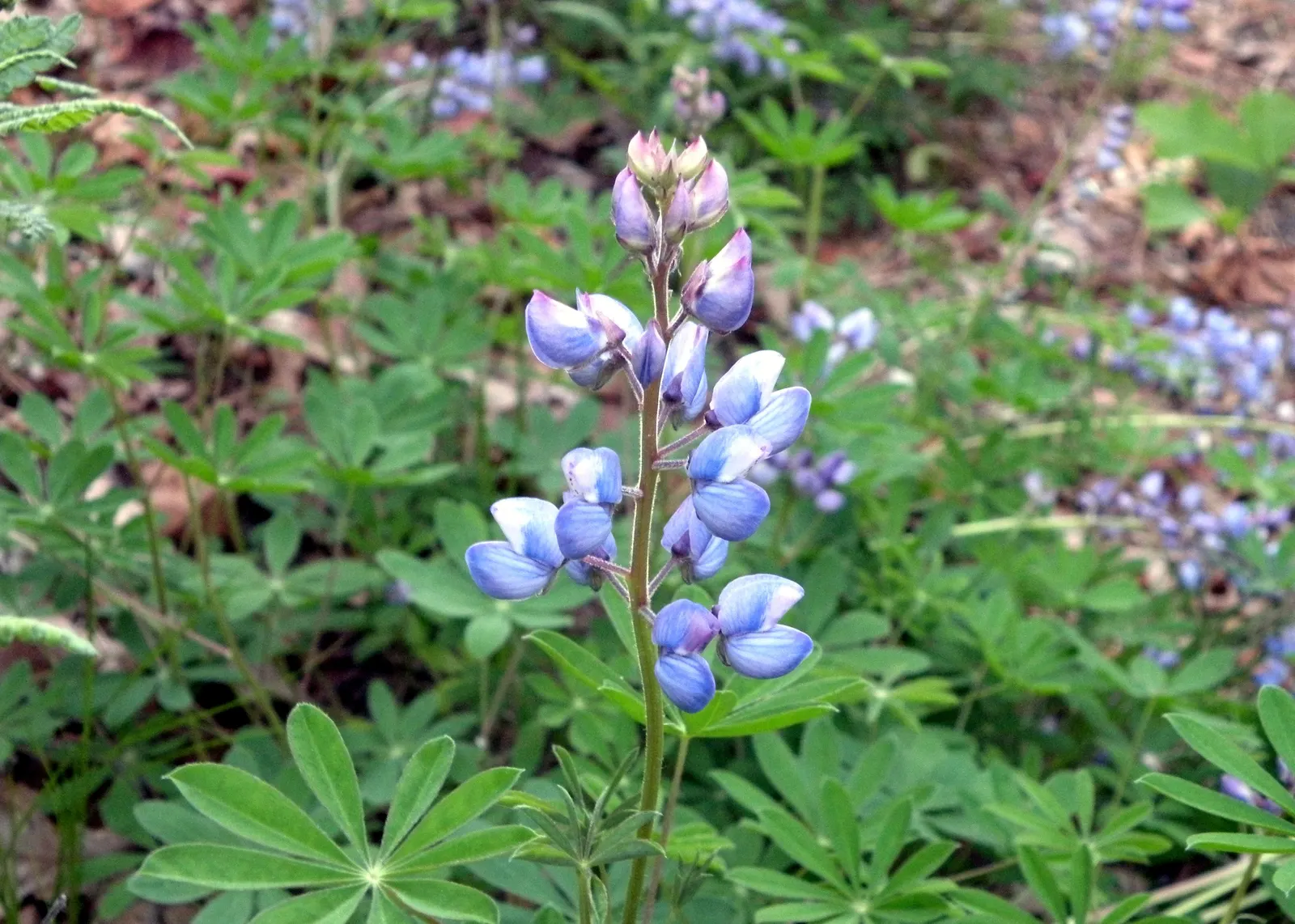 Wild Lupine (Lupinus Perennis) — This sun-loving legume prefers well-drained; purple flowers in the garden, image 103