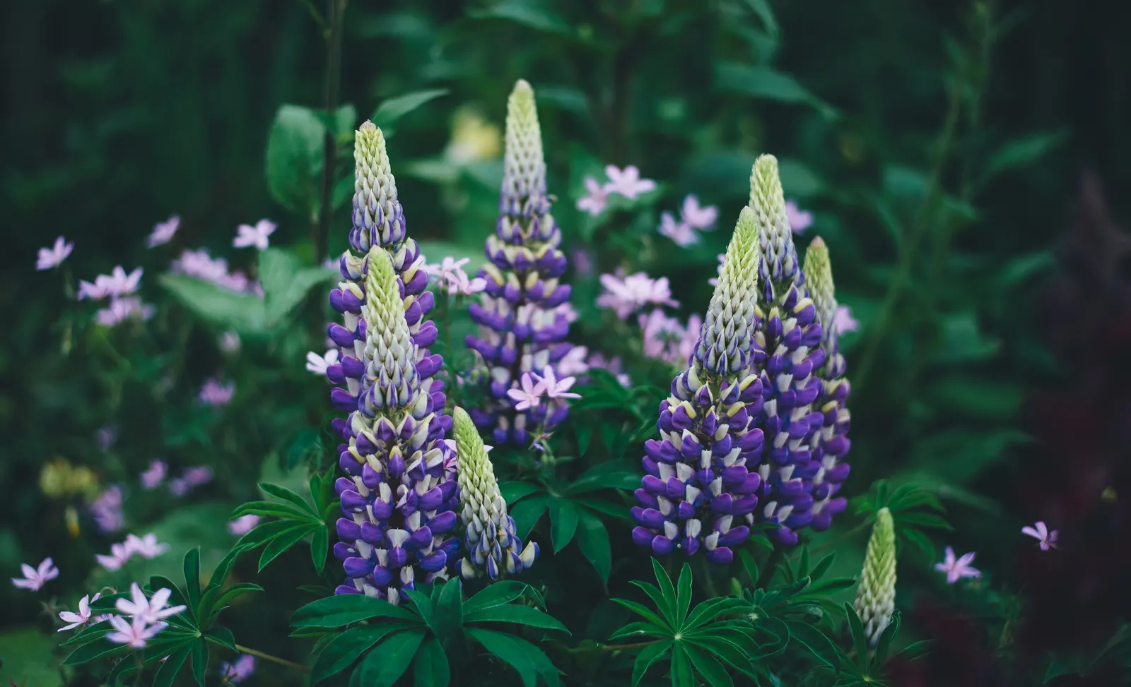 Wild Lupine (Lupinus Perennis) — The Wild Lupine (Lupinus perennis) is a perennial native boasting spires of vibrant blue to purple flowers, image 81