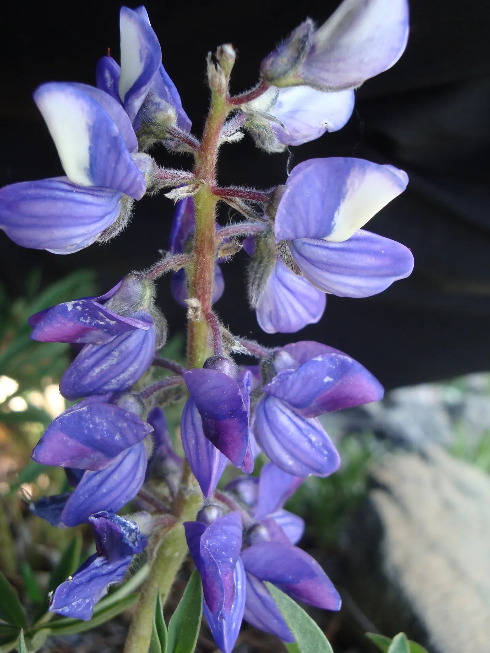Wild Lupine (Lupinus Perennis) — perennial with purple blooms; wild Lupine prefers full sun to partial shade