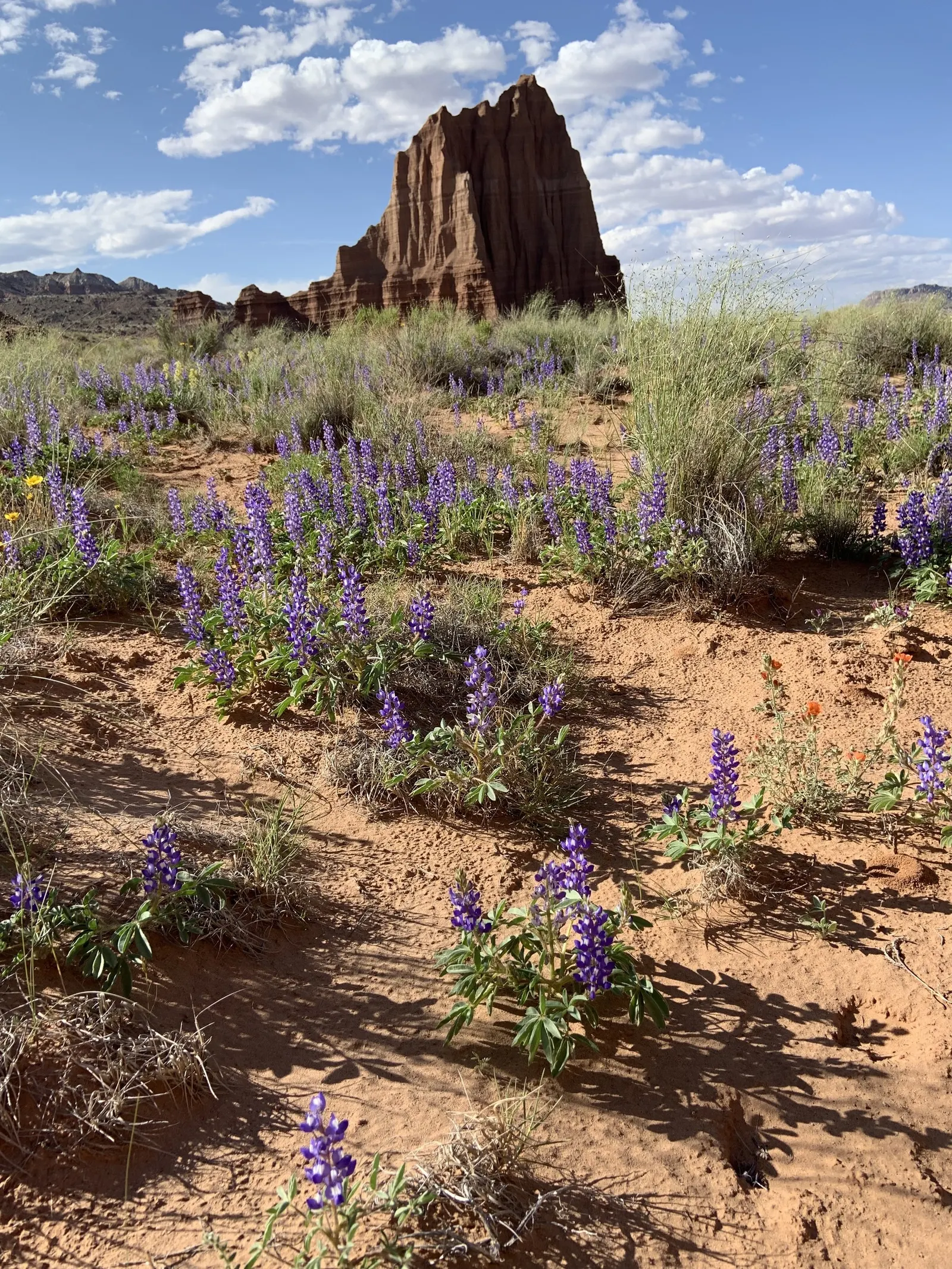 Wild Lupine (Lupinus Perennis) — perennial with purple blooms; wild Lupine prefers full sun to partial shade, image 59