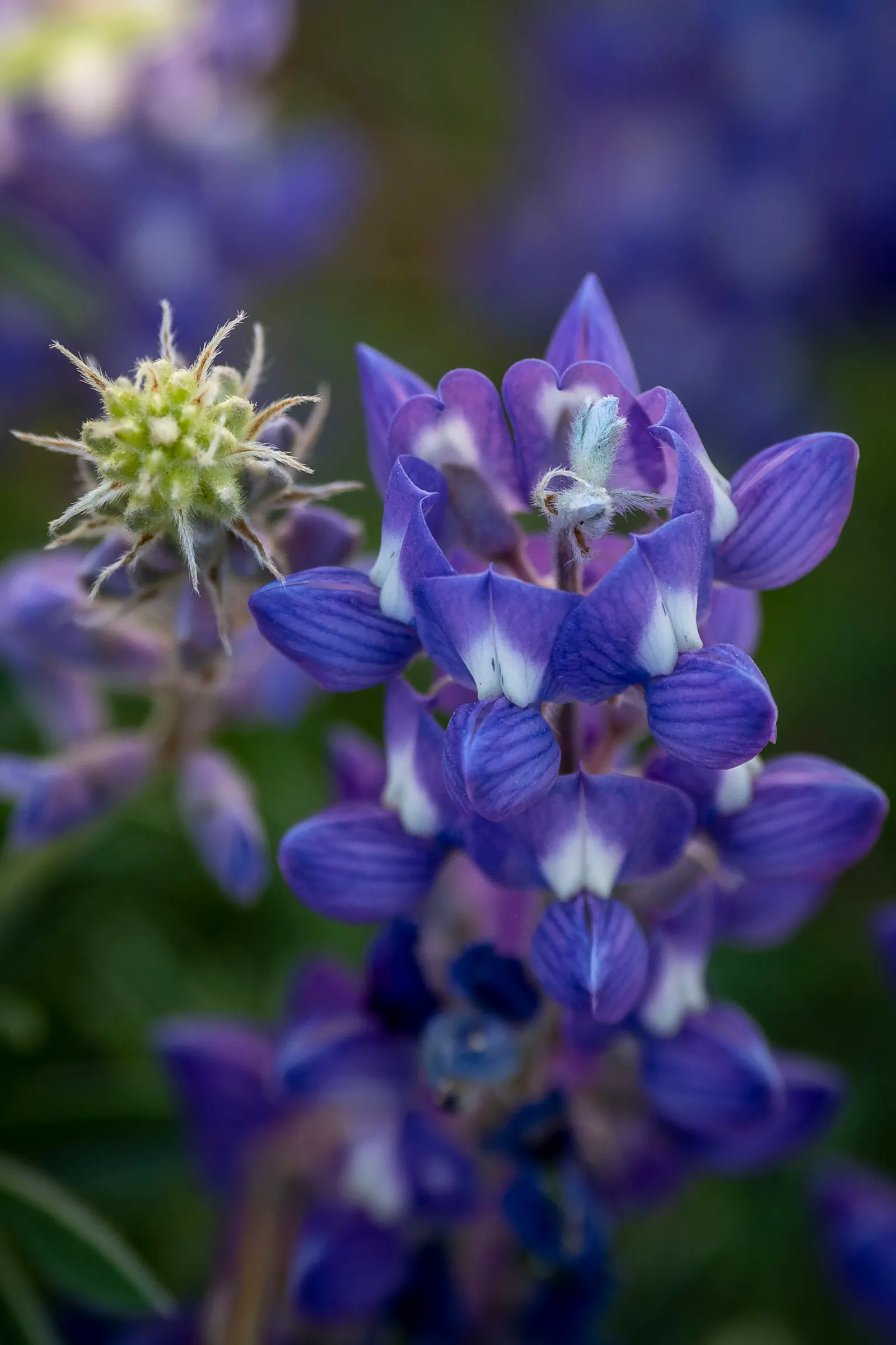Wild Lupine (Lupinus Perennis) — Lupinus perennis features palmate leaves composed of 8 to 10 leaflets radiating from a central point; perennial, image 69