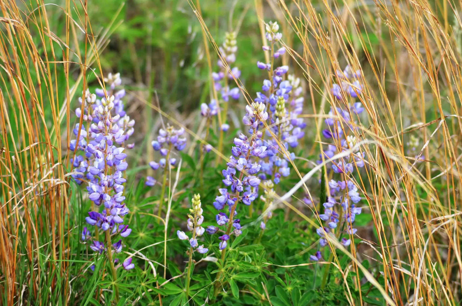 Wild Lupine (Lupinus Perennis) — perennial for full; so careful initial placement is a must, image 60