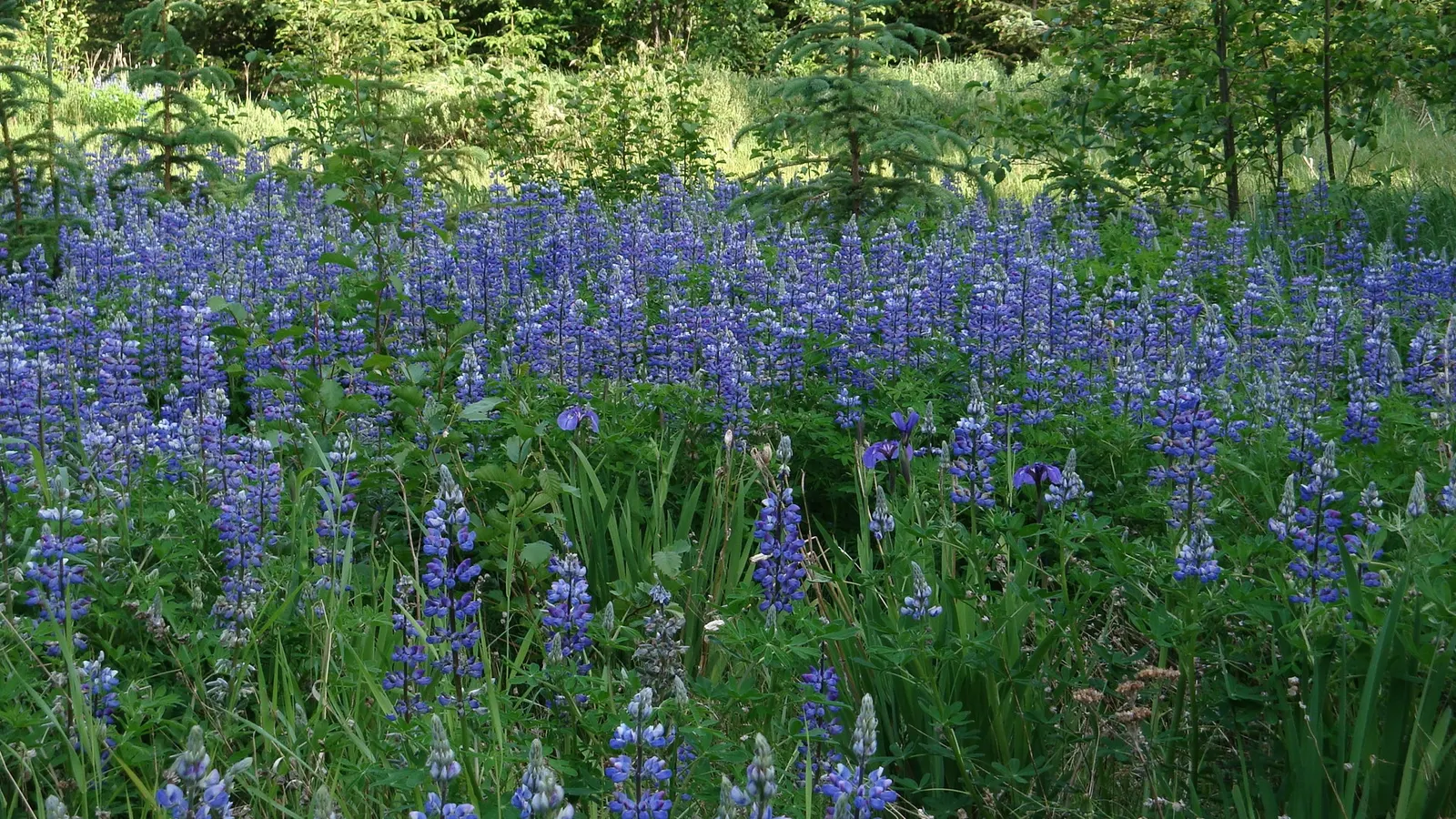 Wild Lupine (Lupinus Perennis) — This sun-loving legume prefers well-drained