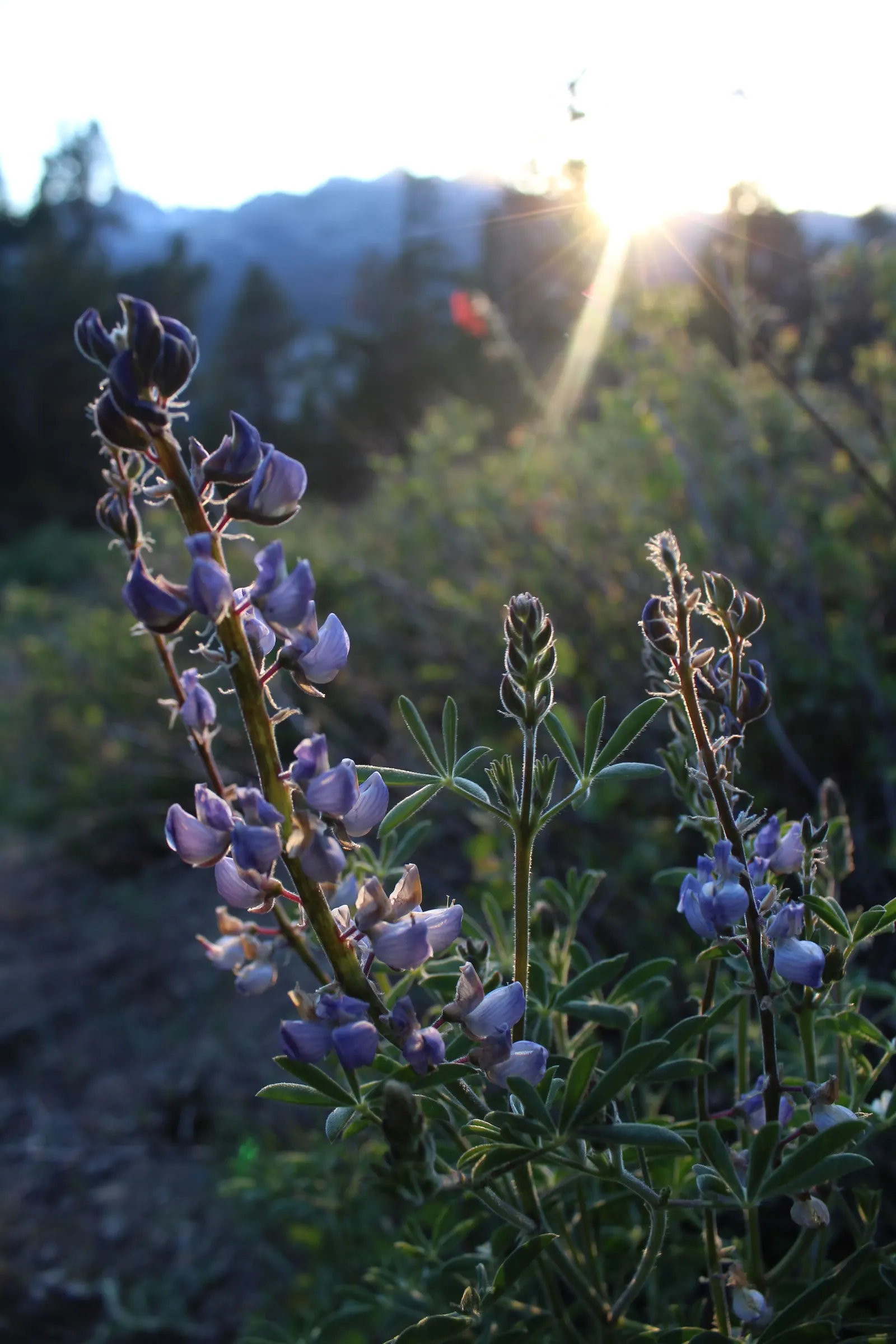 Wild Lupine (Lupinus Perennis) — While it is drought tolerant once established; the Wild Lupine (Lupinus perennis) is a perennial native boasting, image 52