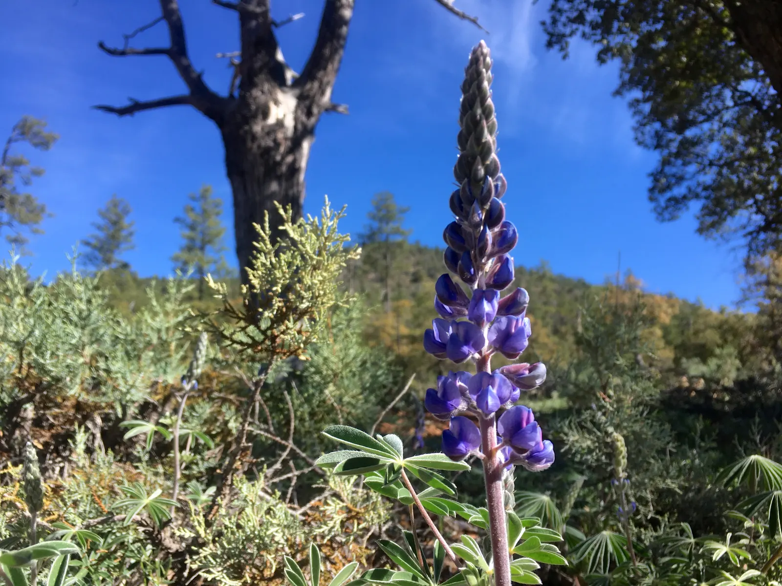 Wild Lupine (Lupinus Perennis) — Wild Lupine prefers full sun to partial shade; scientifically termed Lupinus perennis, image 90