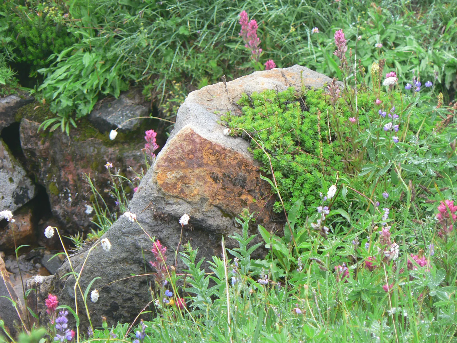 Wild Lupine (Lupinus Perennis) — beneficial for restoration projects