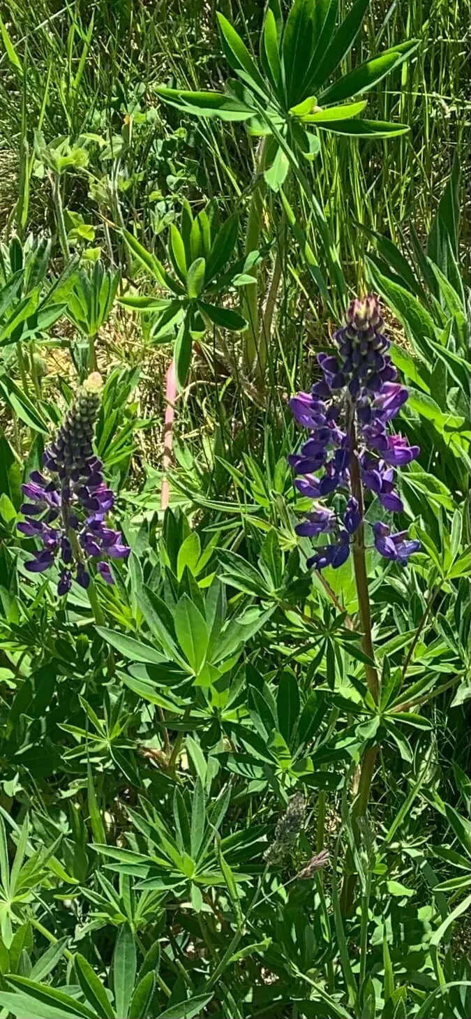 Wild Lupine (Lupinus Perennis) — making it an invaluable species for biodiversity in your garden; adding a layer of mulch around the base can help, image 94