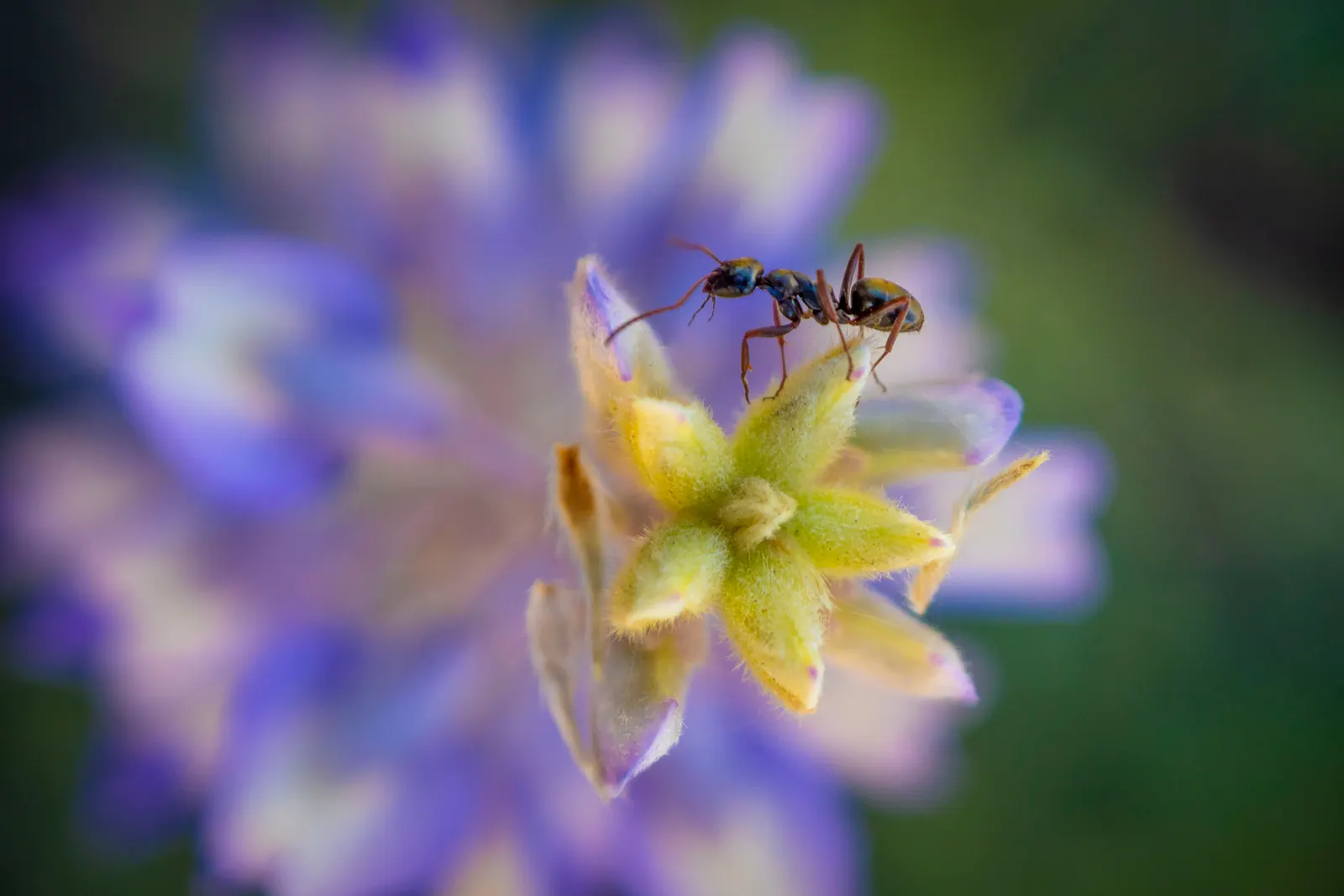 Wild Lupine (Lupinus Perennis) — purple flowers in the garden; this sun-loving legume prefers well-drained, image 58