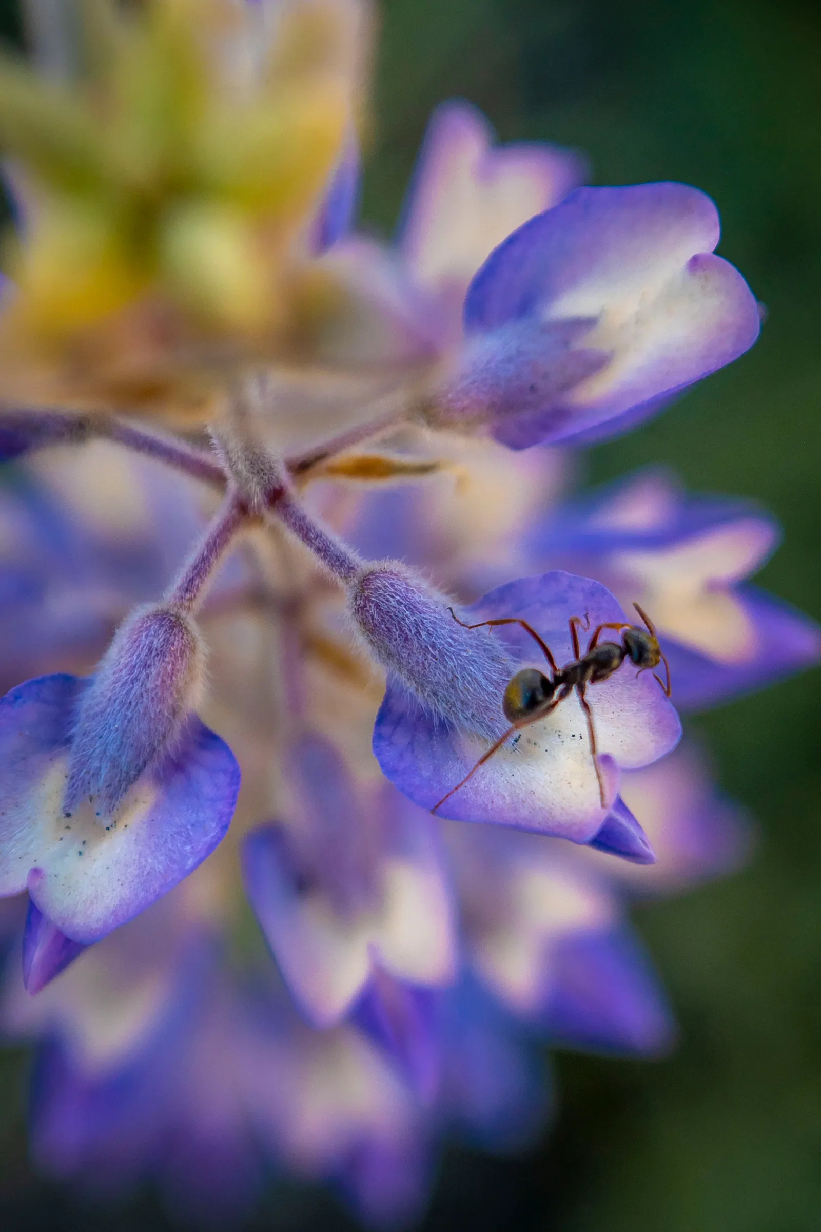 Wild Lupine (Lupinus Perennis) — The Wild Lupine (Lupinus perennis) is a perennial native boasting spires of vibrant blue to purple flowers, image 61