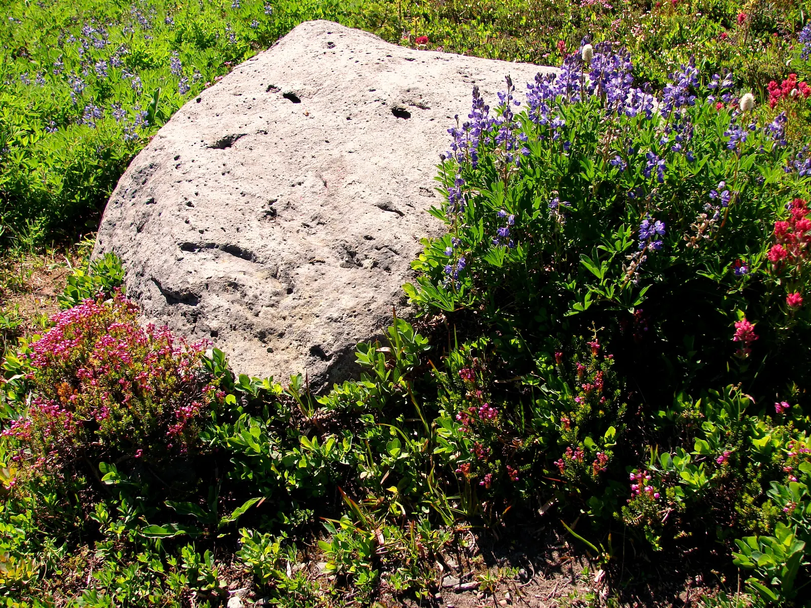 Wild Lupine (Lupinus Perennis) — The Wild Lupine (Lupinus perennis) is a perennial native boasting spires of vibrant blue to purple flowers, image 41