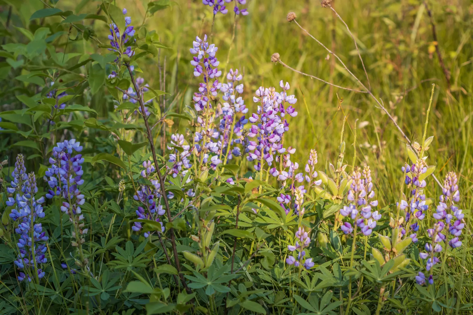 Wild Lupine (Lupinus Perennis) — Wild Lupine prefers full sun to partial shade; scientifically termed Lupinus perennis, image 50