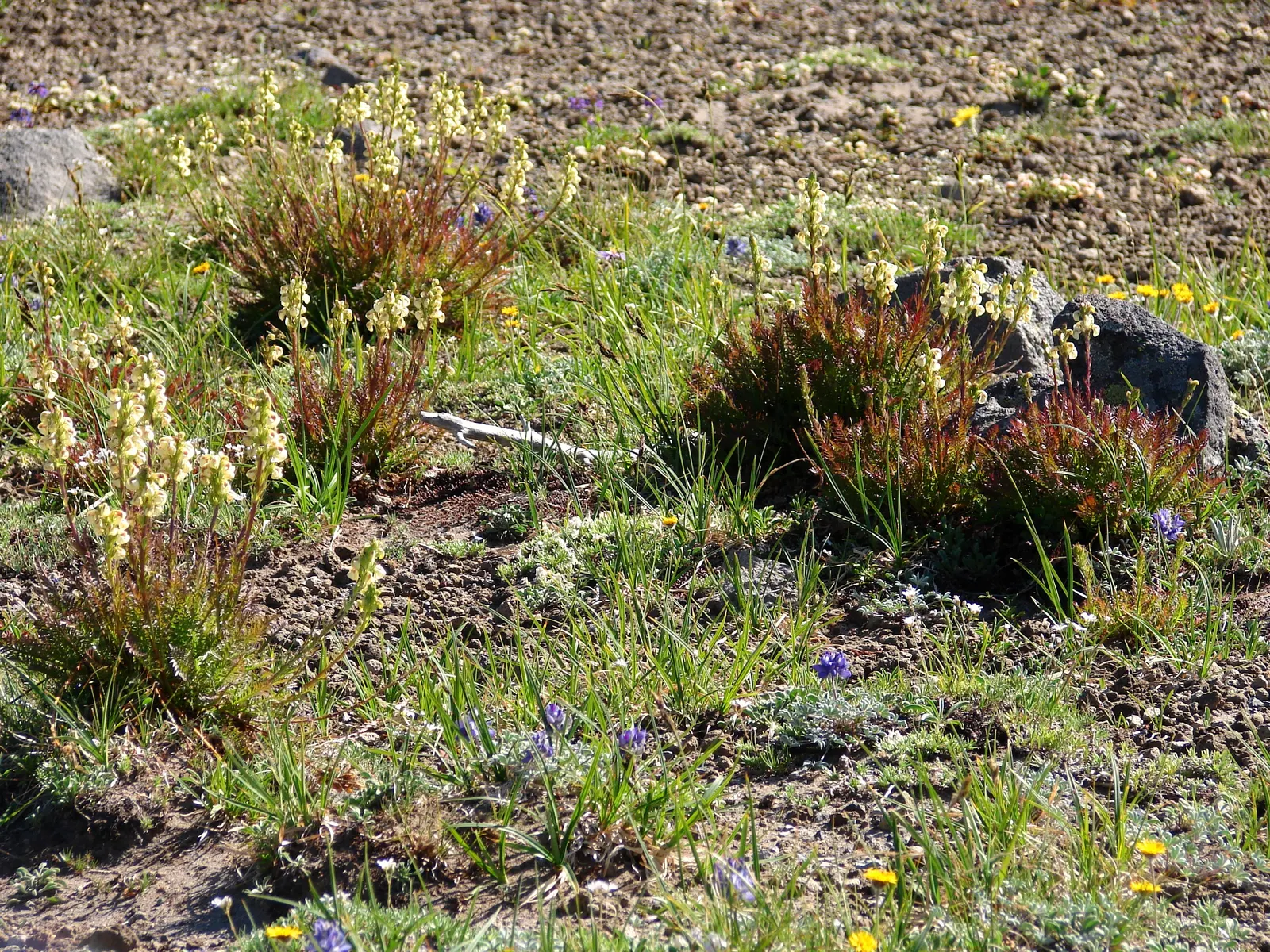 Wild Lupine (Lupinus Perennis) — perennial for full; so careful initial placement is a must