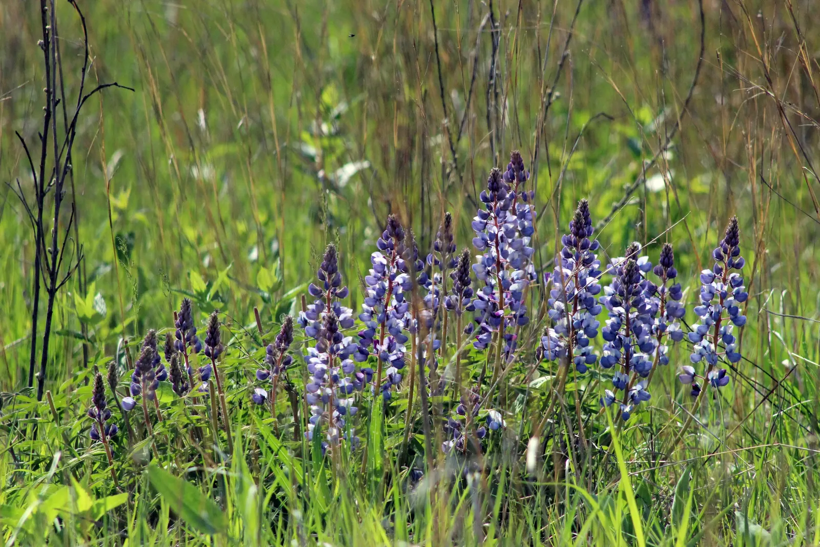Wild Lupine (Lupinus Perennis) — It thrives in USDA Zones 3 to 8, reaching 1 to 2 feet in height, with a spread of up to 1.5 feet; it is well, image 62