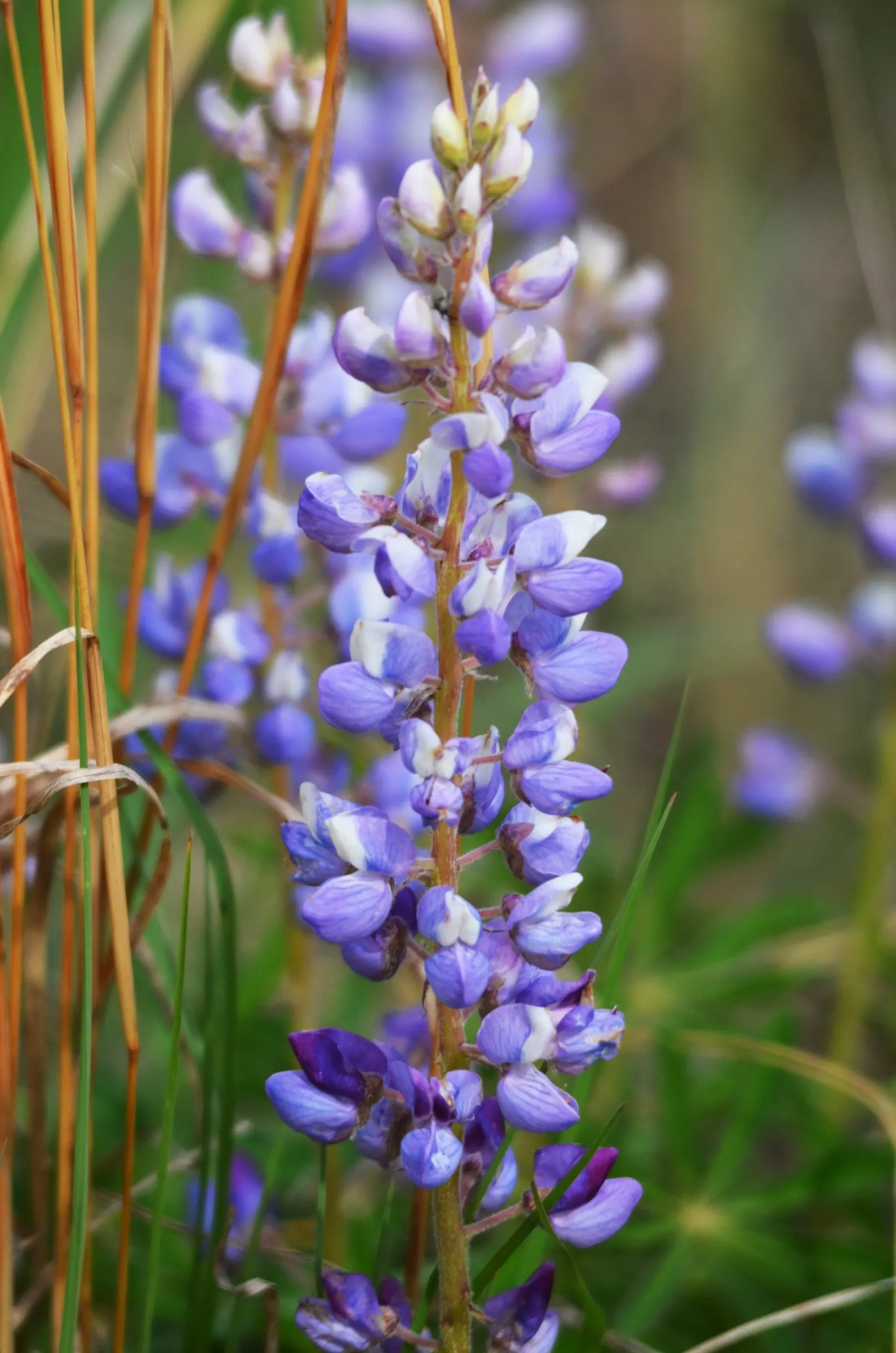 Wild Lupine (Lupinus Perennis) — its caterpillars feed exclusively on the leaves of Wild Lupine; as a native North American plant, image 73