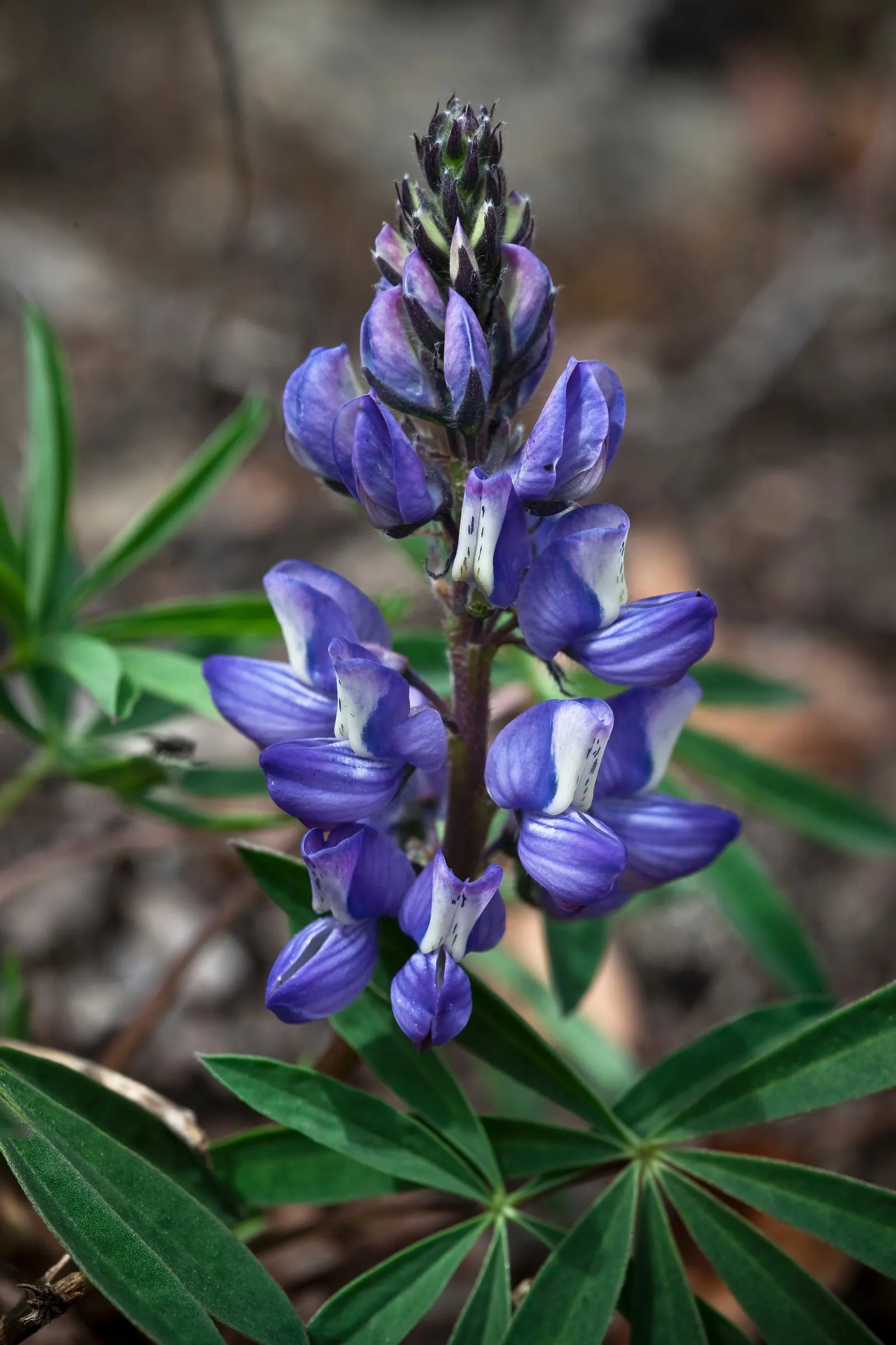 Wild Lupine (Lupinus Perennis) — its caterpillars feed exclusively on the leaves of Wild Lupine; as a native North American plant