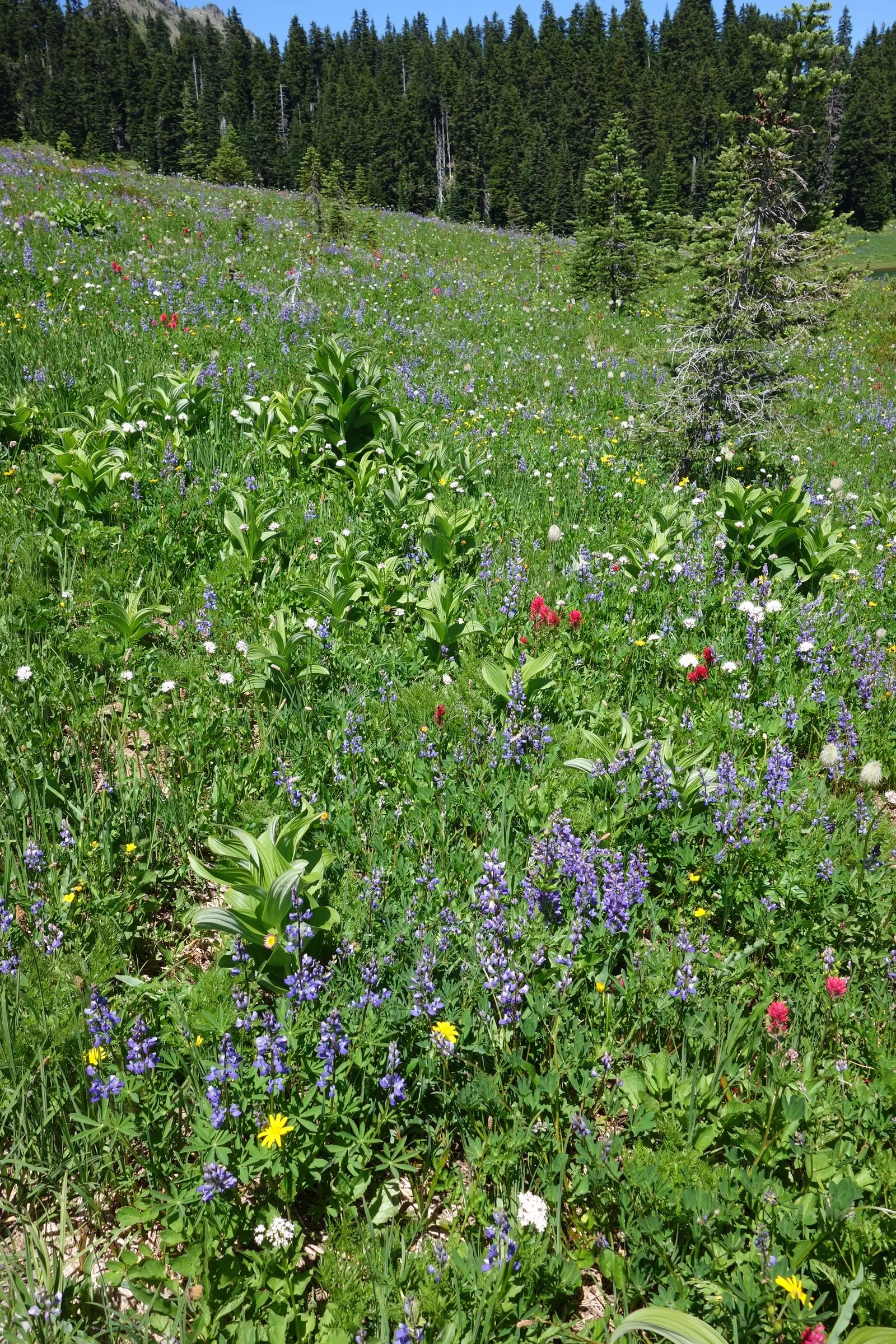 Wild Lupine (Lupinus Perennis) — scientifically termed Lupinus perennis; blooms appear from late spring to early summer, image 87