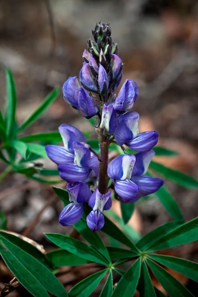 Wild Lupine (Lupinus Perennis) — Blooms appear from late spring to early summer; perennial with purple blooms, image 46