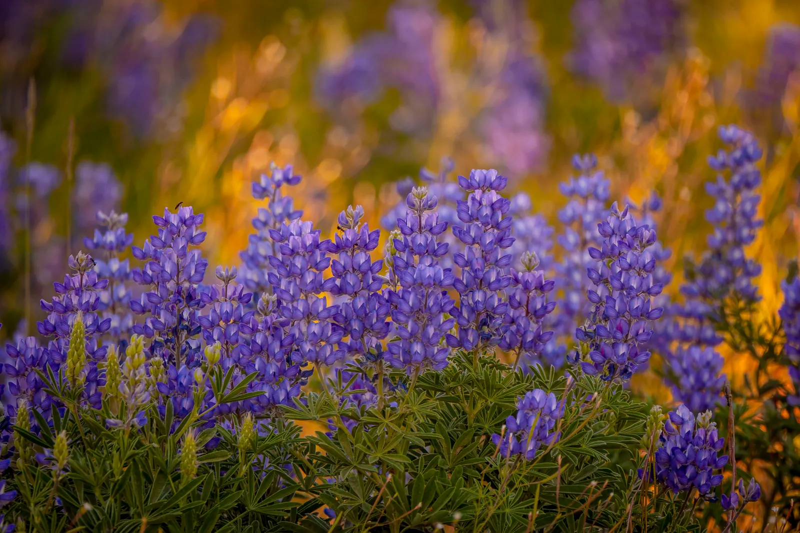 Wild Lupine (Lupinus Perennis) — Lupinus perennis features palmate leaves composed of 8 to 10 leaflets radiating from a central point; perennial, image 49