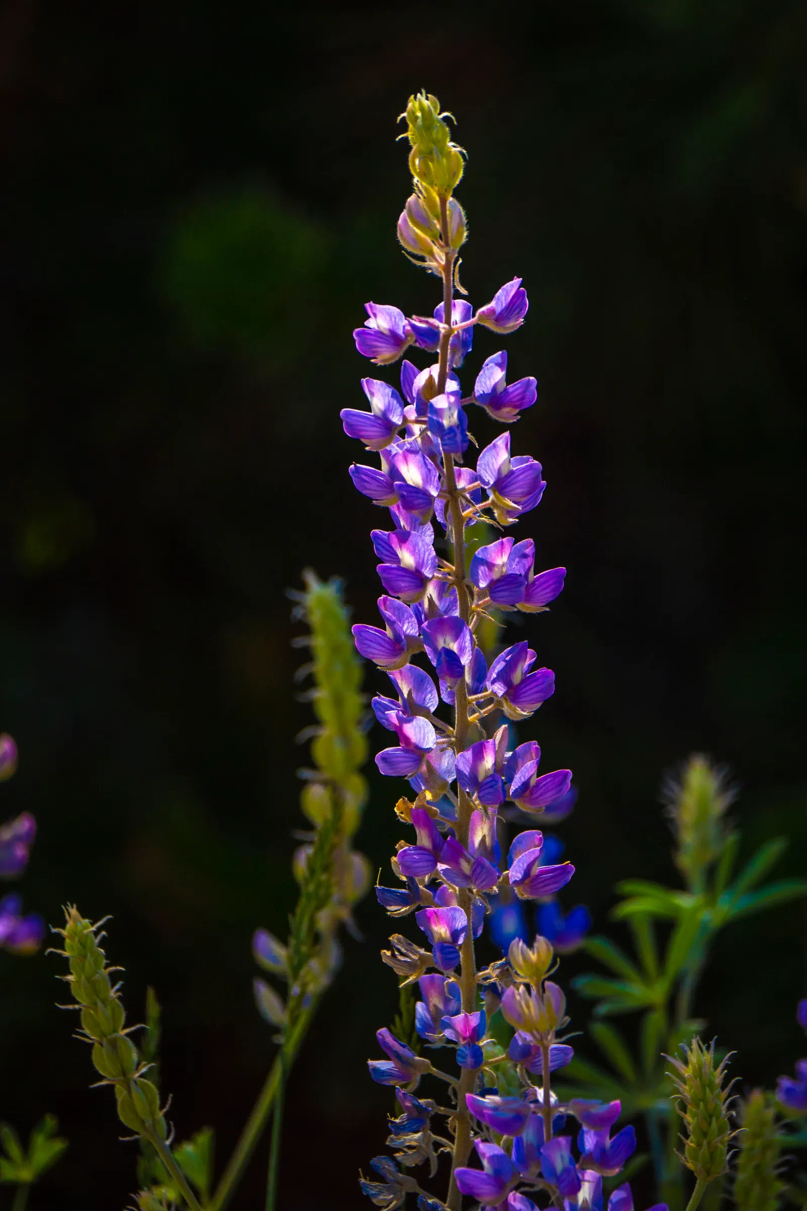Wild Lupine (Lupinus Perennis) — Adding a layer of mulch around the base can help keep the soil moist and cool; it thrives in USDA Zones 3 to 8, image 95