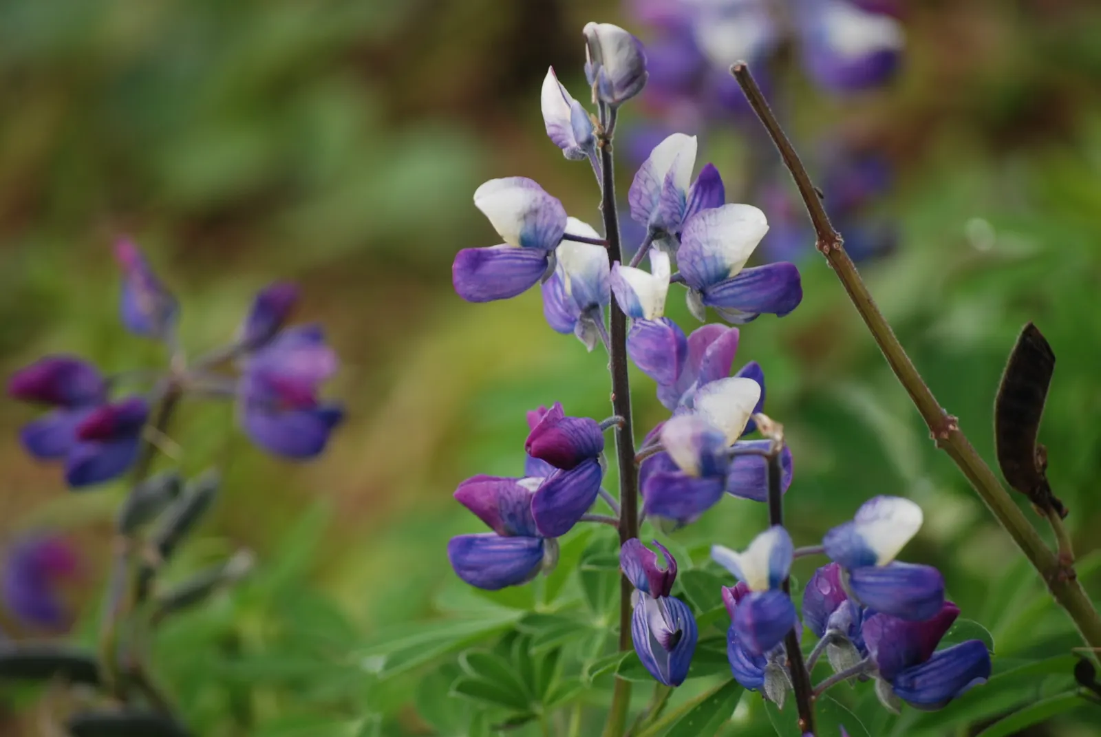 Wild Lupine (Lupinus Perennis) — Ideal for wildflower gardens, it attracts pollinators like bees and butterflies; while it is drought tolerant once established