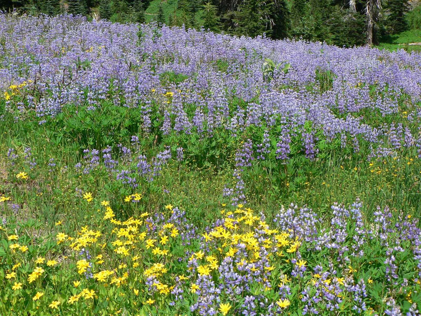 Wild Lupine (Lupinus Perennis) — its caterpillars feed exclusively on the leaves of Wild Lupine