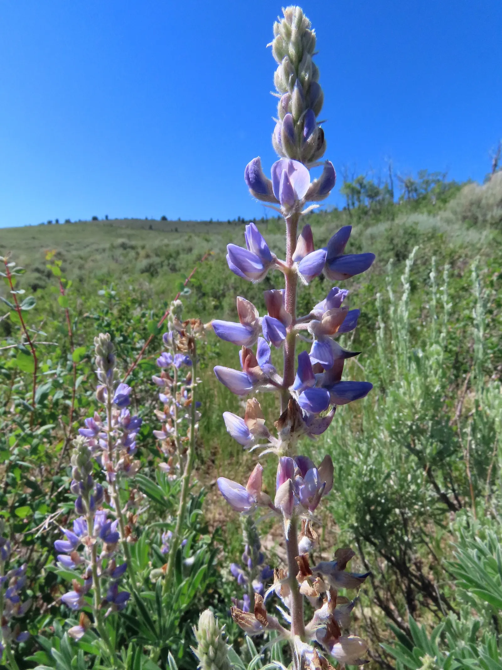 Wild Lupine (Lupinus Perennis) — making it an invaluable species for biodiversity in your garden; adding a layer of mulch around the base can help, image 74
