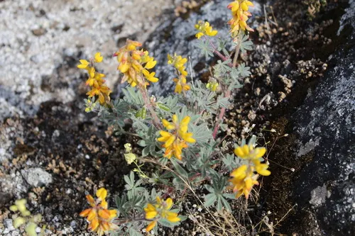Wild Lupine (Lupinus Perennis) — It is well adapted to sandy or well-drained soils with a slight acidity, ideal pH ranging from 6.0 to 7.0