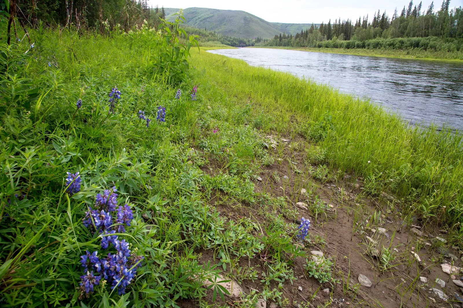 Wild Lupine (Lupinus Perennis) — This sun-loving legume prefers well-drained; purple flowers in the garden