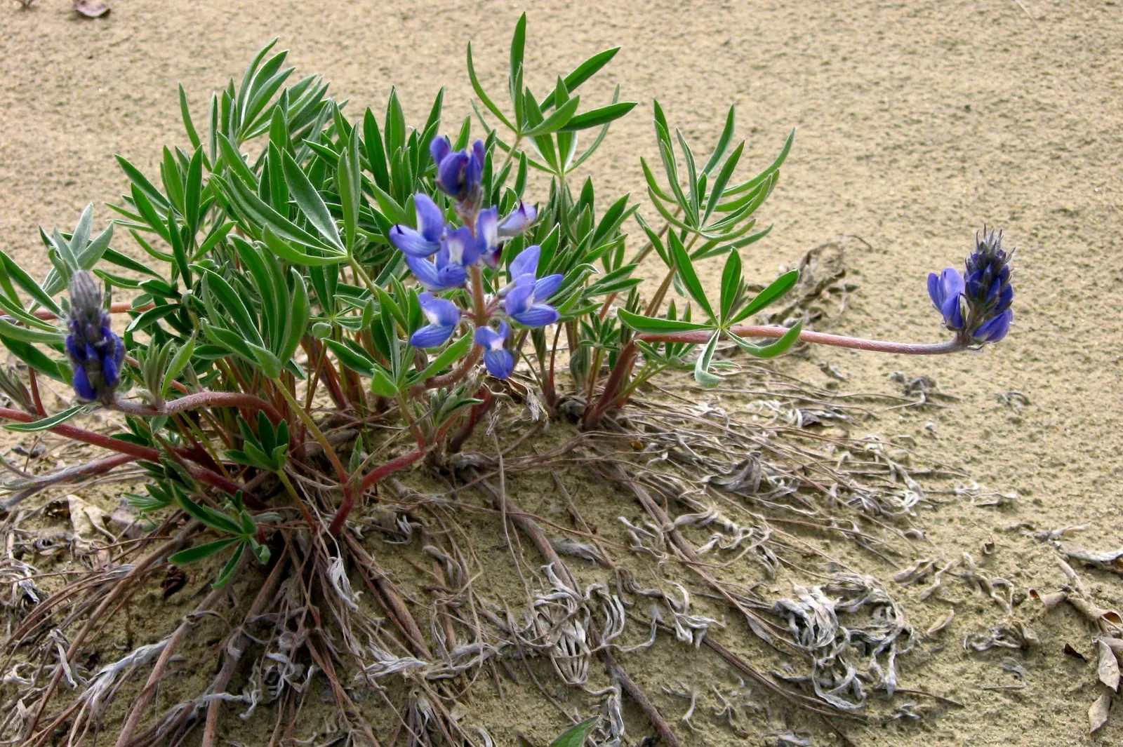 Wild Lupine (Lupinus Perennis) — While it is drought tolerant once established; the Wild Lupine (Lupinus perennis) is a perennial native boasting spires of