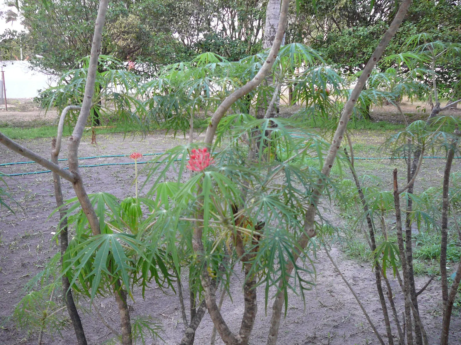 Coral Plant (Jatropha Multifida) — blooming intermittently throughout the year; drought-tolerant once established, image 68