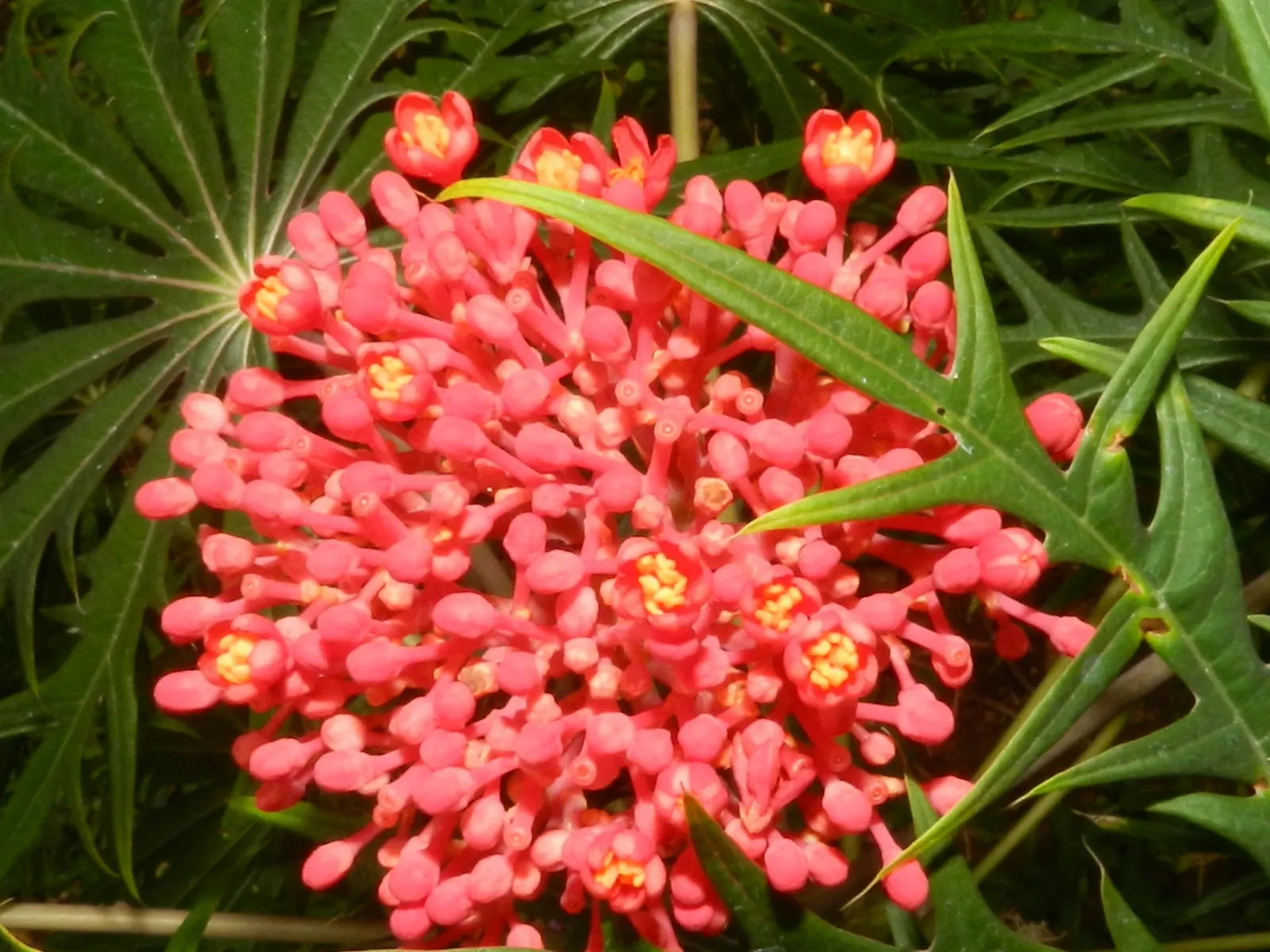 Coral Plant (Jatropha Multifida) — shrub for full
