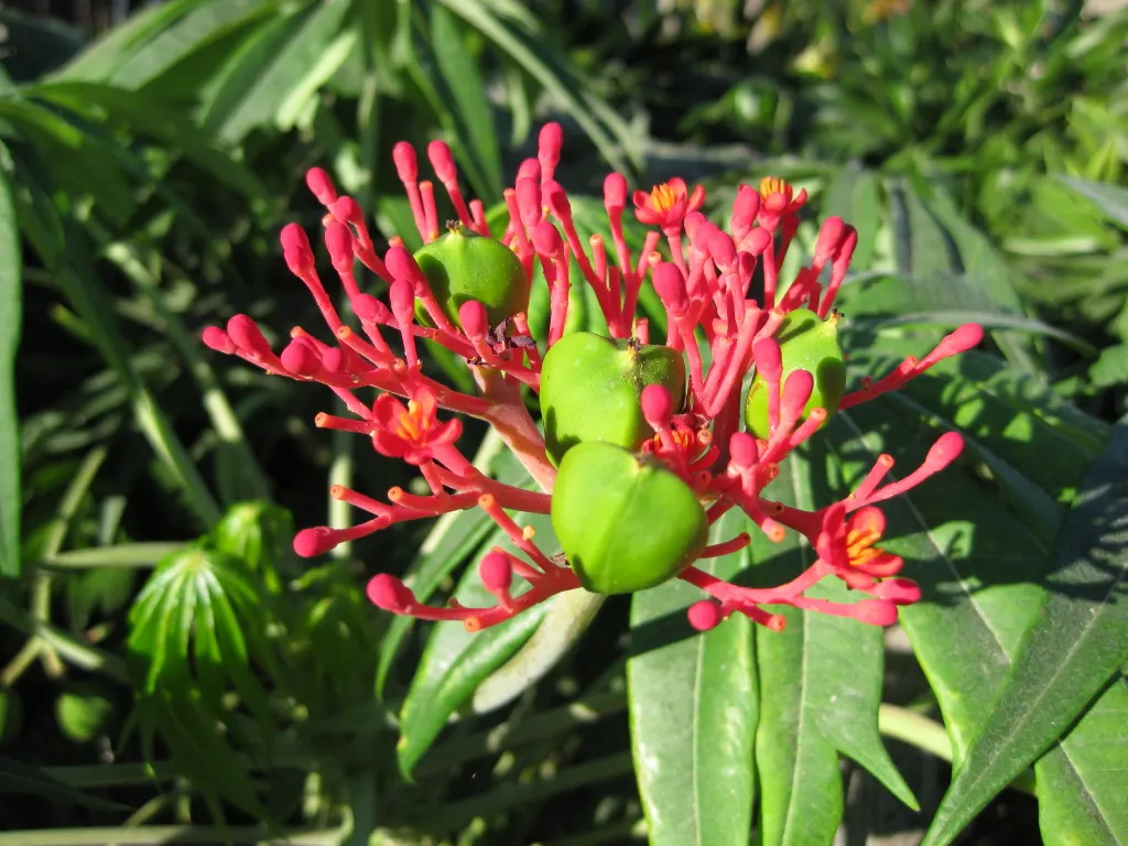 Coral Plant (Jatropha Multifida) — Being drought-tolerant once established, it is a low-maintenance choice for xeriscaping; shrub for full, image 71