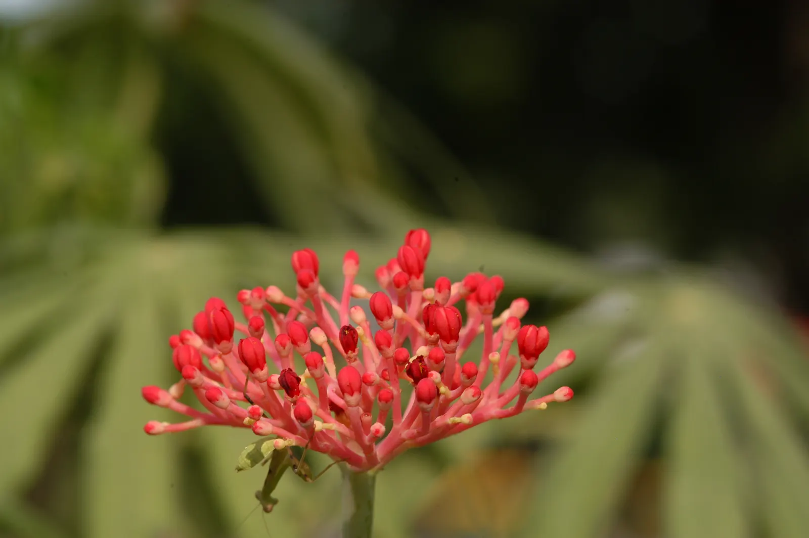 Coral Plant (Jatropha Multifida) — coral-like clusters of red blooms