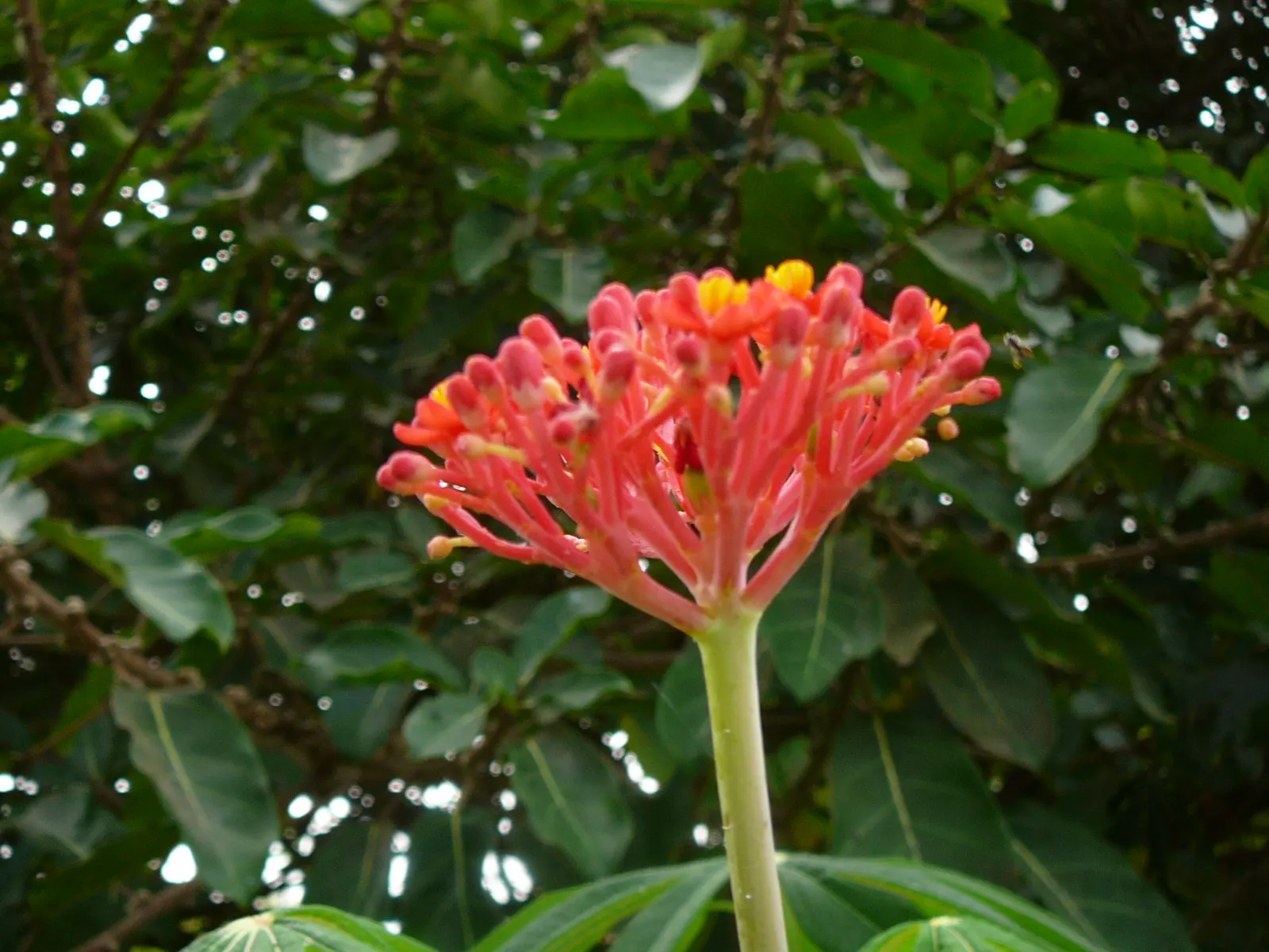 Coral Plant (Jatropha Multifida) — shrub for full; advise clients regarding its care and suitable companions for a cohesive and captivating garden, image 104