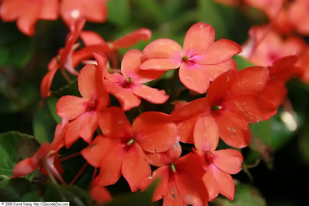 Coral Plant (Jatropha Multifida) — Requires well-drained soil and full sun to partial shade