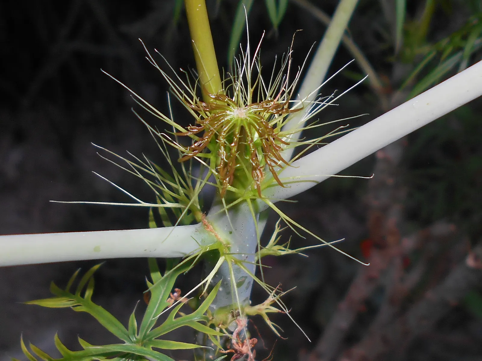 Coral Plant (Jatropha Multifida) — As a landscape architect assistant