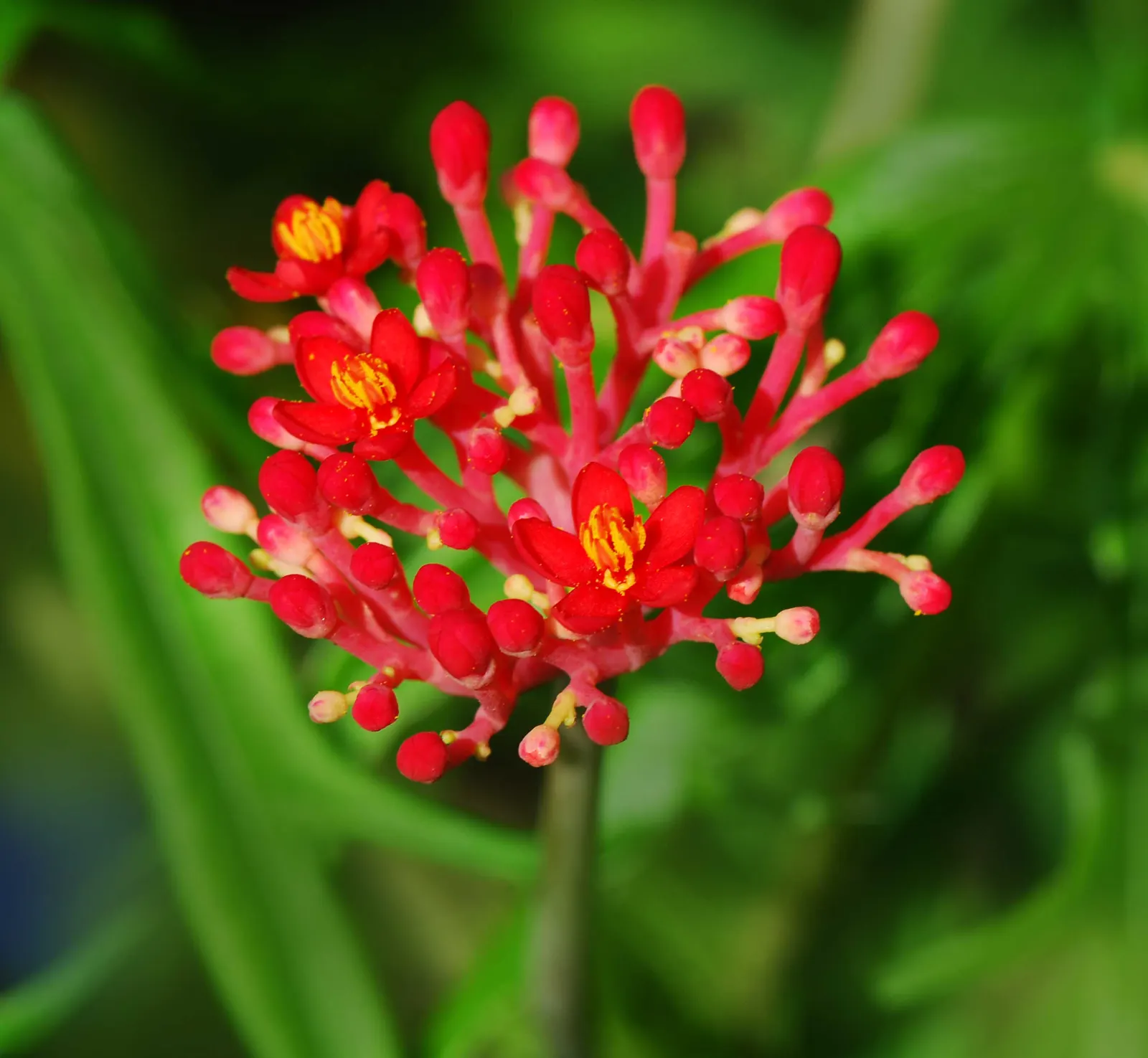 Coral Plant (Jatropha Multifida) — Drought-tolerant once established; adds exotic flair and vertical interest to landscapes, image 57