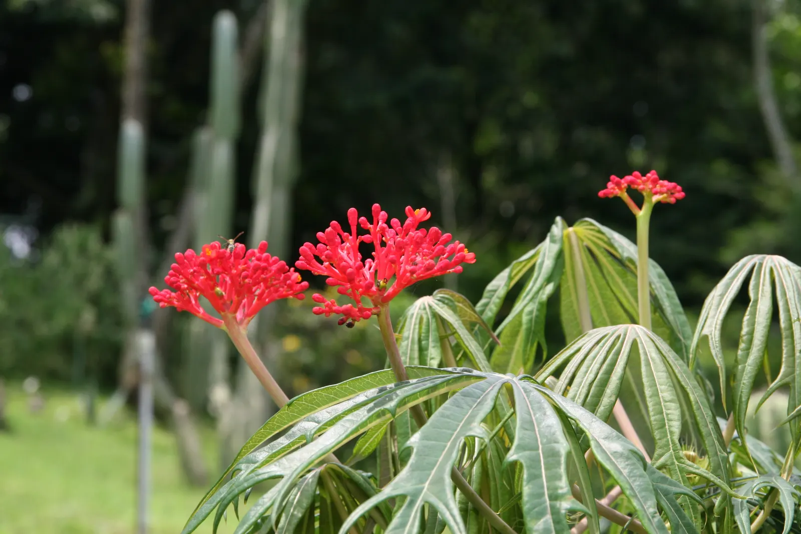 Coral Plant (Jatropha Multifida) — Thrives in USDA zones 10-12, reaching 15 feet tall and wide; jatropha multifida requires well-draining soil and, image 107