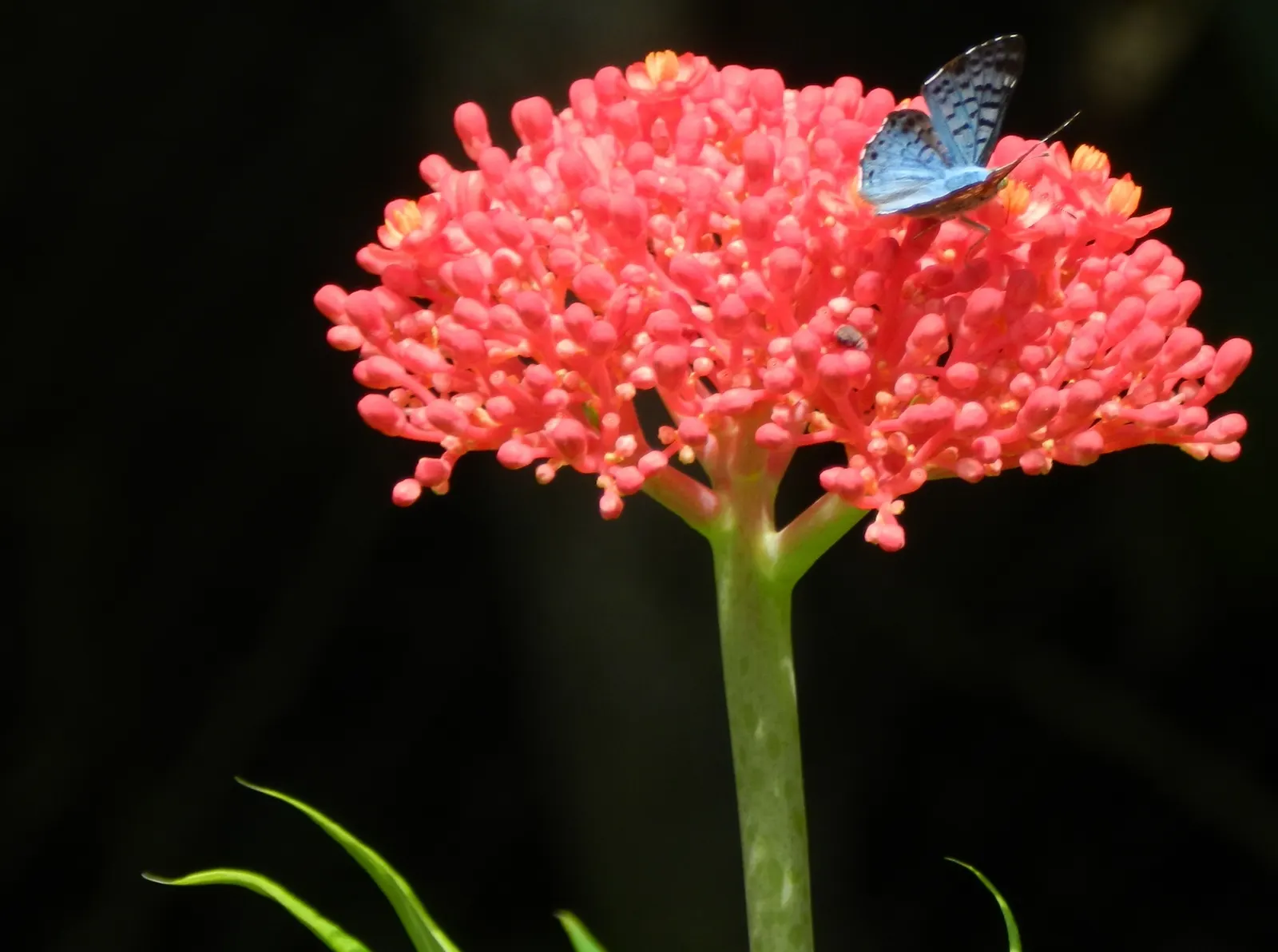 Coral Plant (Jatropha Multifida) — with its native roots in Mexico and Central America; star-shaped flowers can measure up to 1 inch in diameter, image 88
