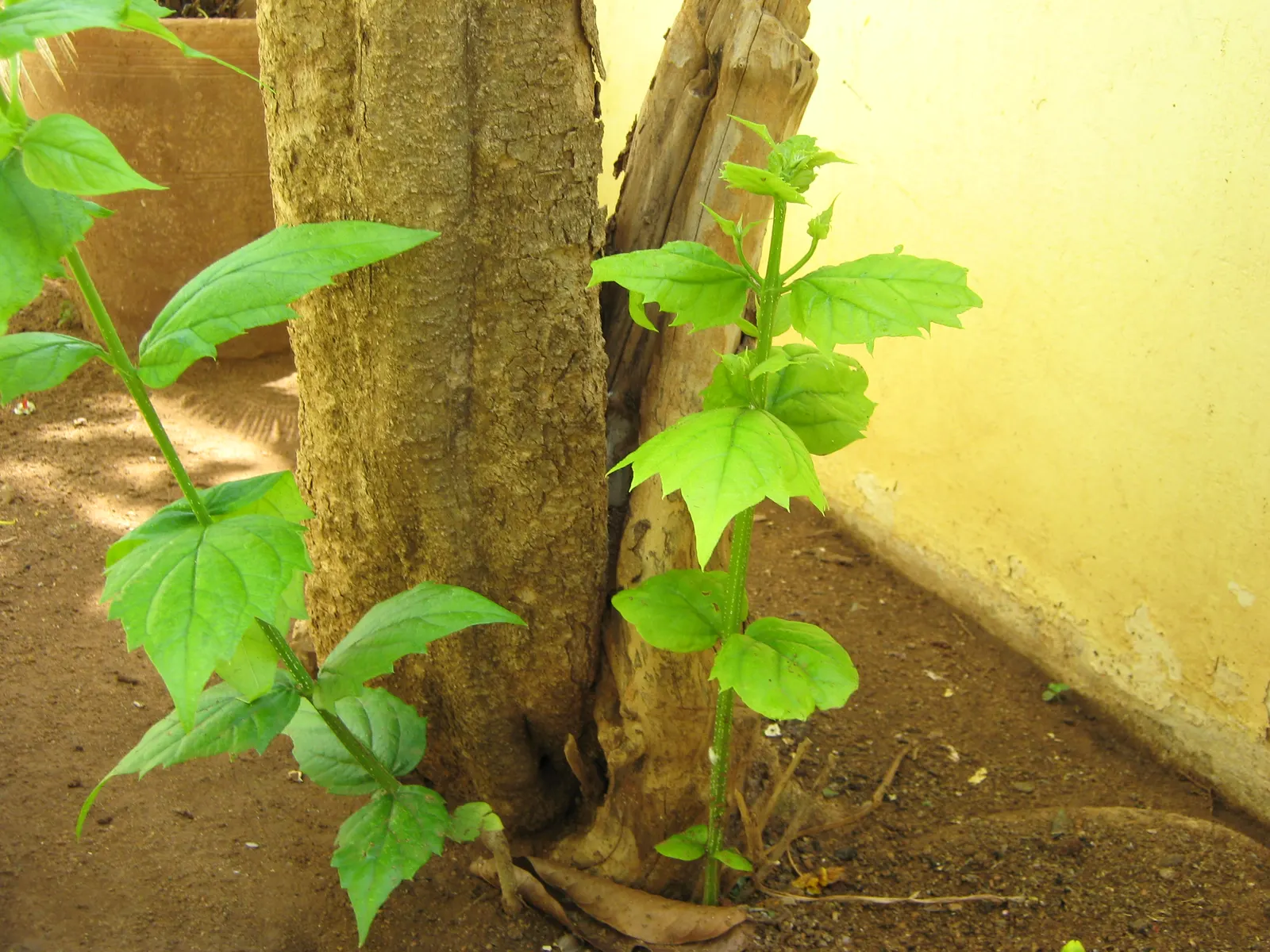 Coral Plant (Jatropha Multifida) — shrub for full; advise clients regarding its care and suitable companions for a cohesive and captivating garden, image 78