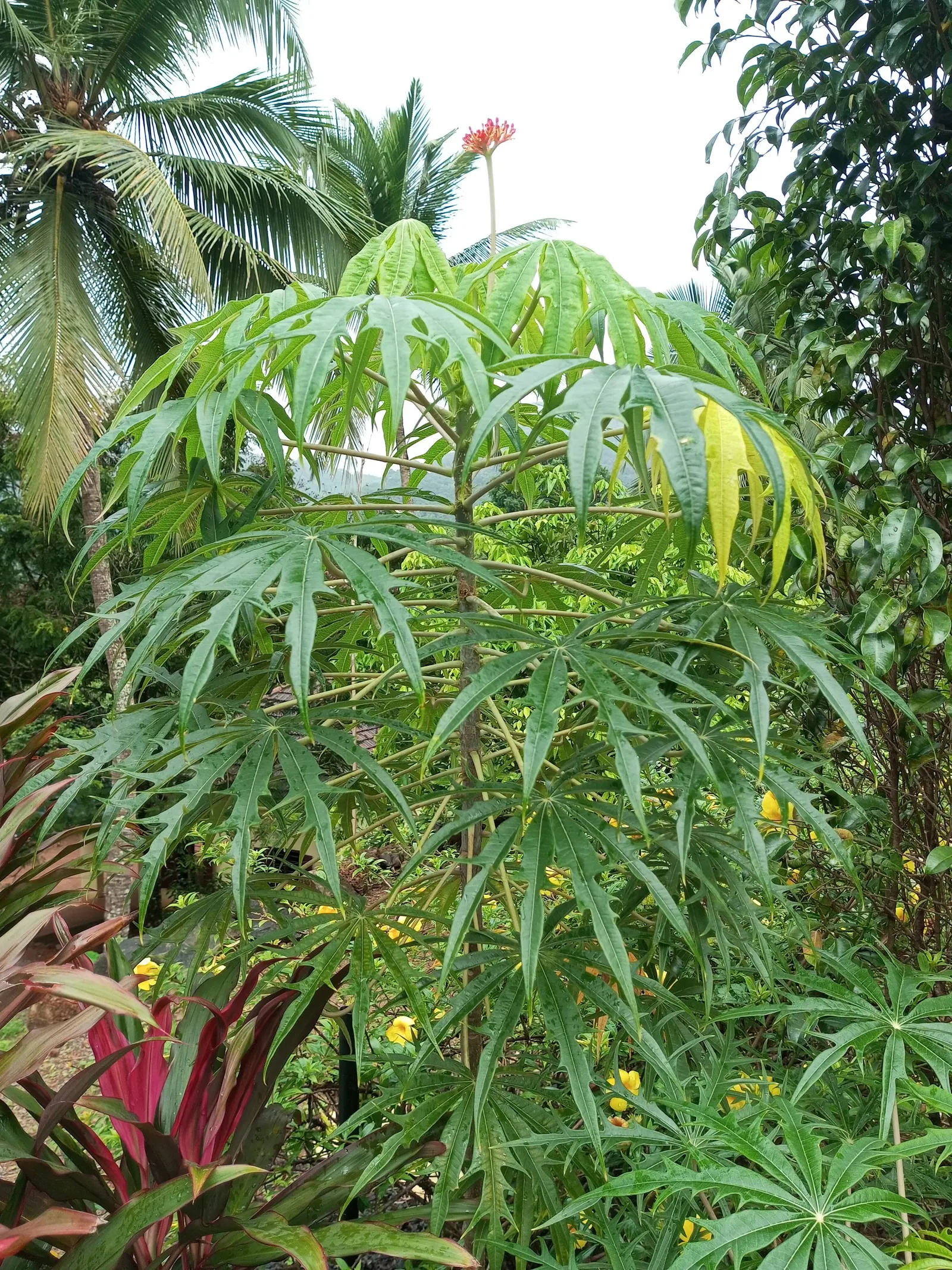Coral Plant (Jatropha Multifida) — Requires well-drained soil and full sun to partial shade; shrub with red blooms, image 82