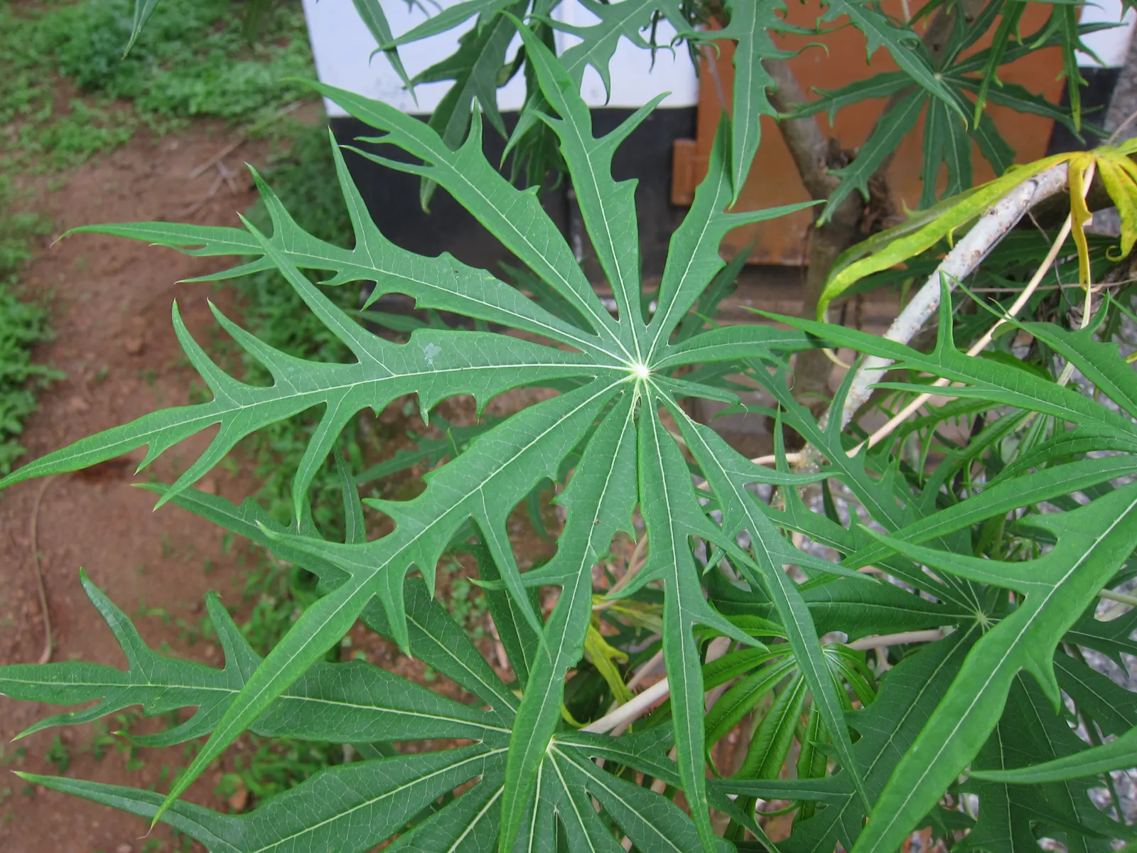 Coral Plant (Jatropha Multifida) — Jatropha multifida requires well-draining soil and a sunny location to thrive; being drought-tolerant once, image 70