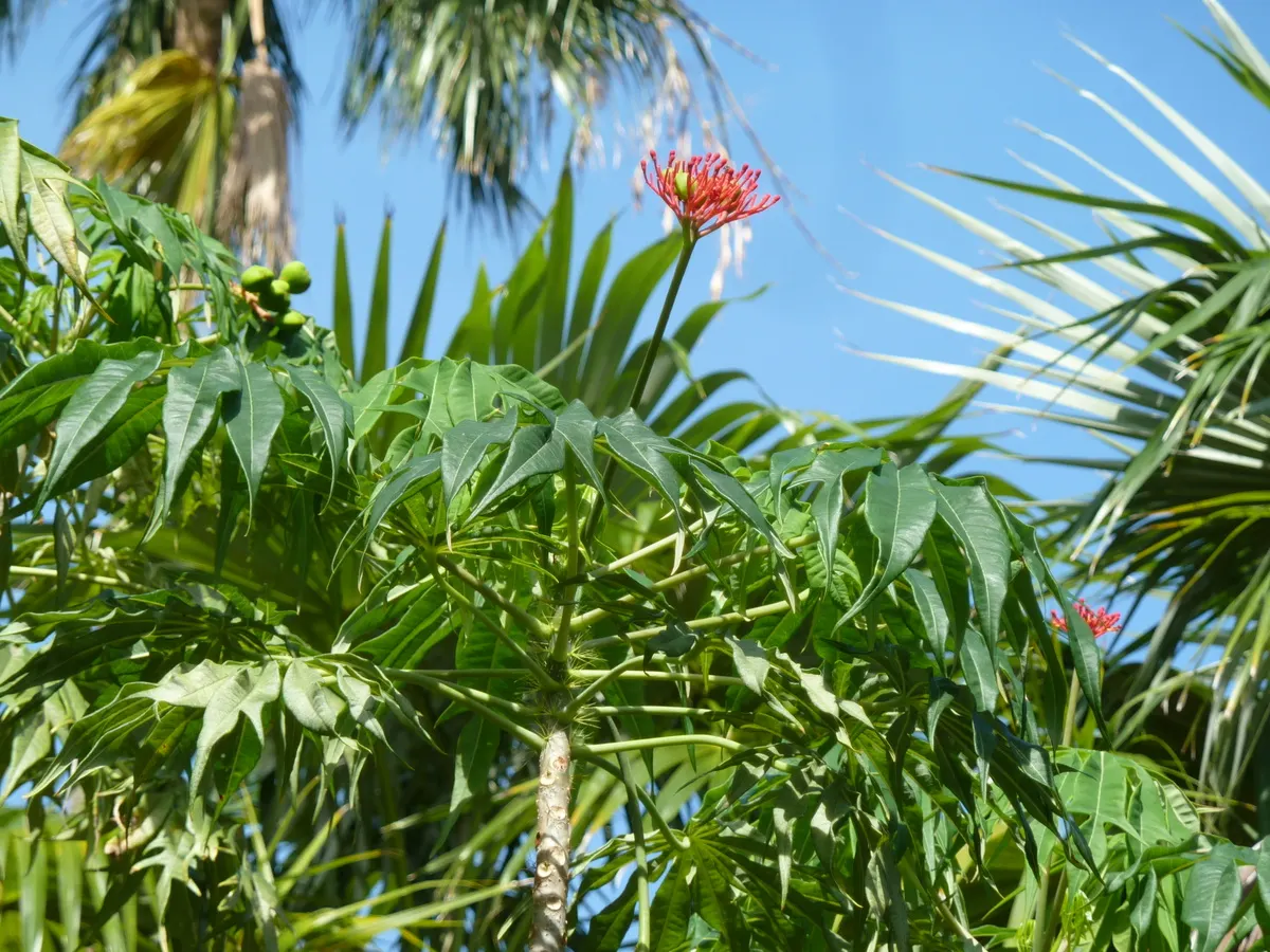 Coral Plant (Jatropha Multifida) — is a highly ornamental species and a noteworthy inclusion in any tropical or sub-tropical landscape design; known, image 87