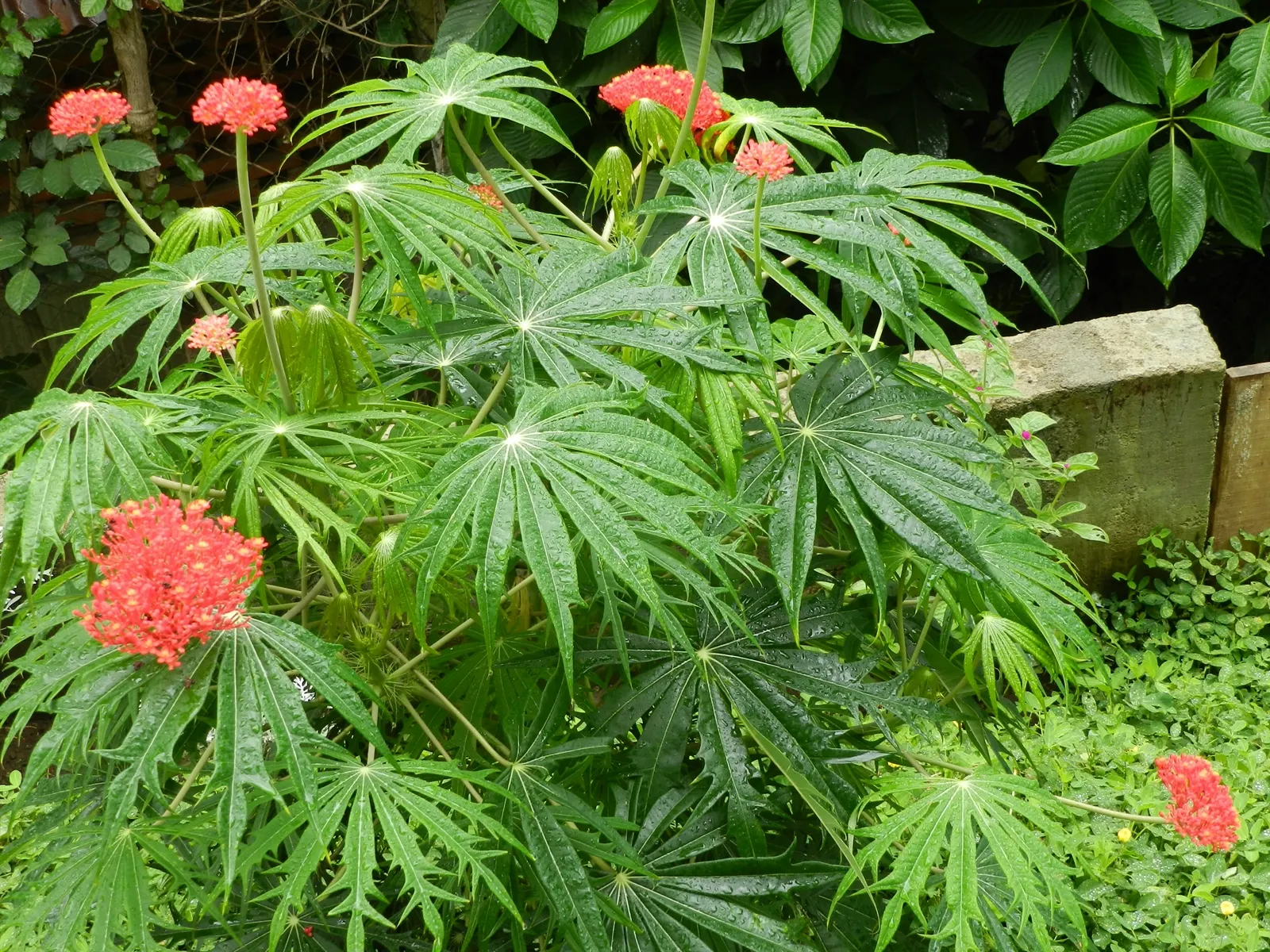Coral Plant (Jatropha Multifida) — is a tropical shrub showcasing deeply lobed